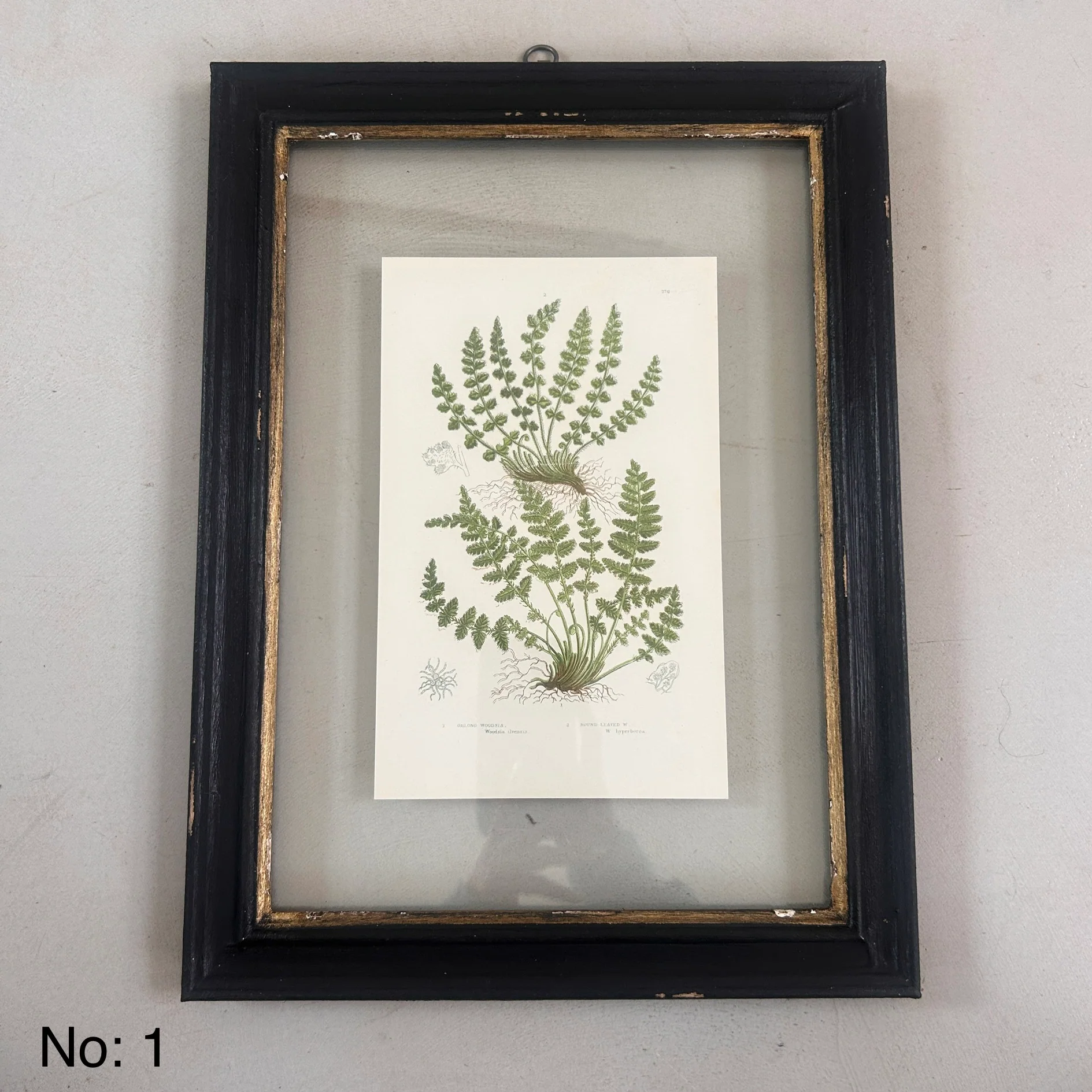 Antique Black Framed Fern Print | Small - Image 2