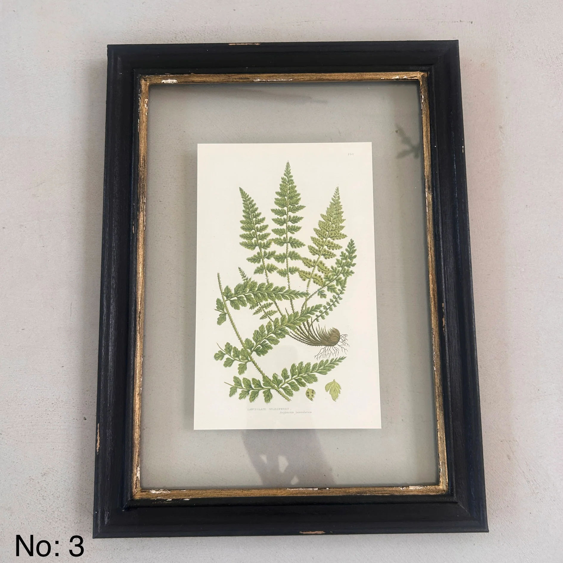 Antique Black Framed Fern Print | Small - Image 4