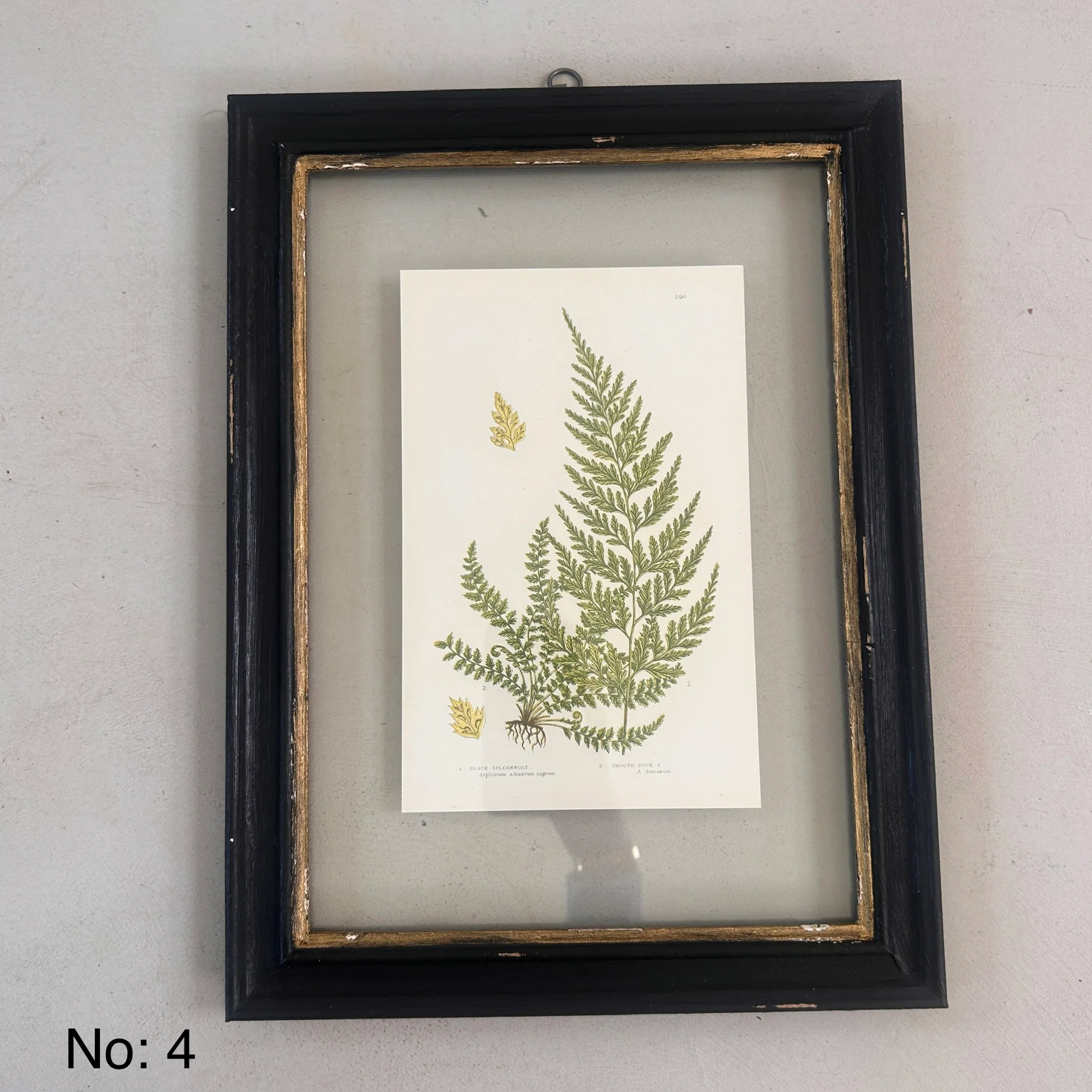 Antique Black Framed Fern Print | Small - Image 5