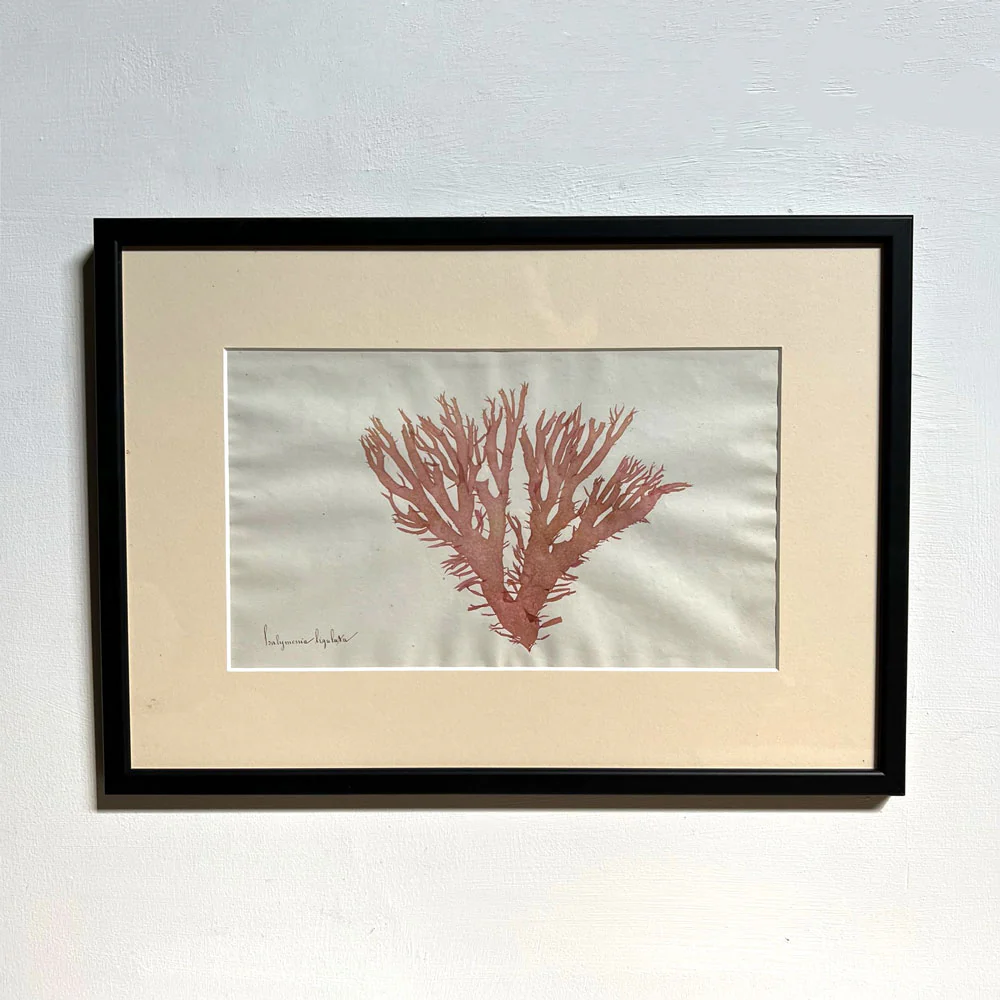Antique real seaweed framed - Image 10