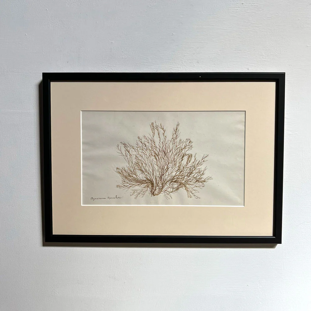 Antique real seaweed framed - Image 11