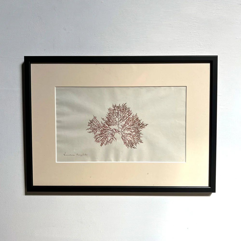 Antique real seaweed framed - Image 12