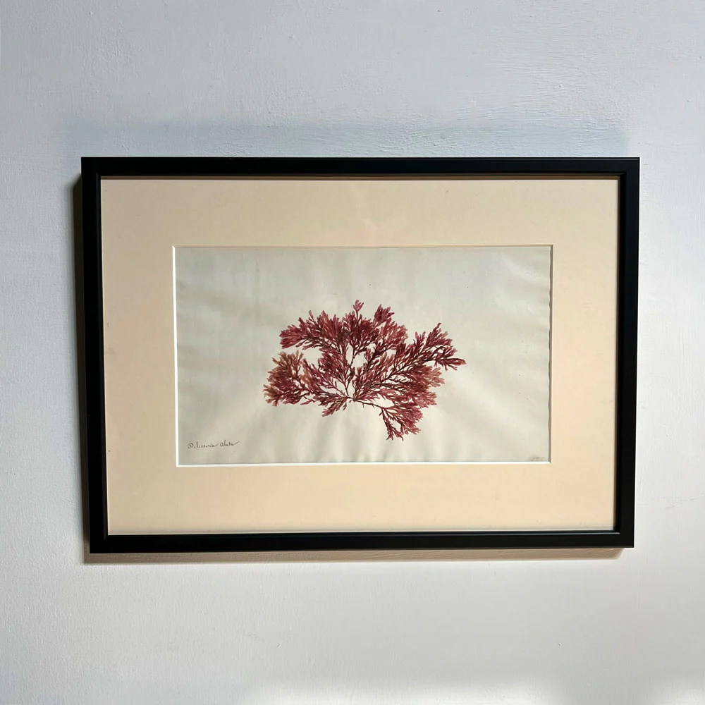 Antique real seaweed framed - Image 13