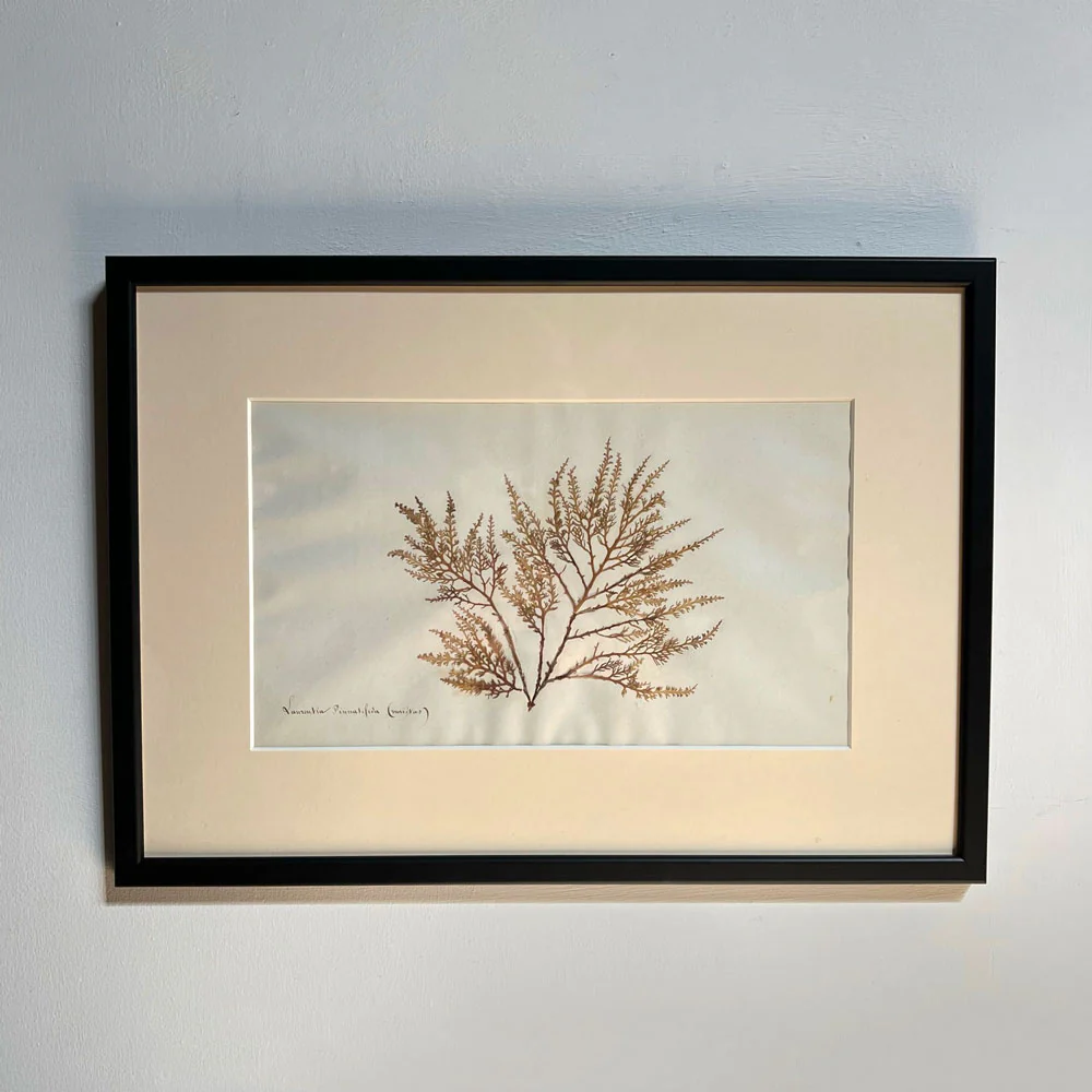 Antique real seaweed framed - Image 14