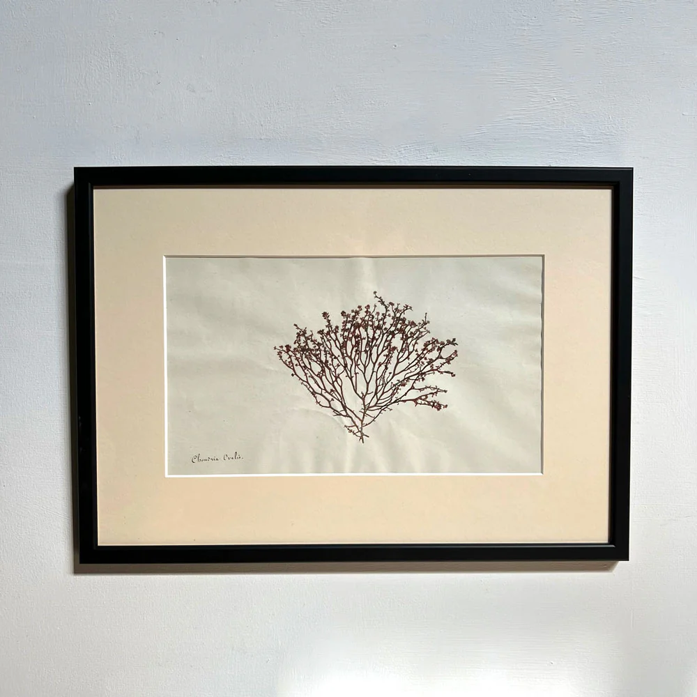 Antique real seaweed framed - Image 15