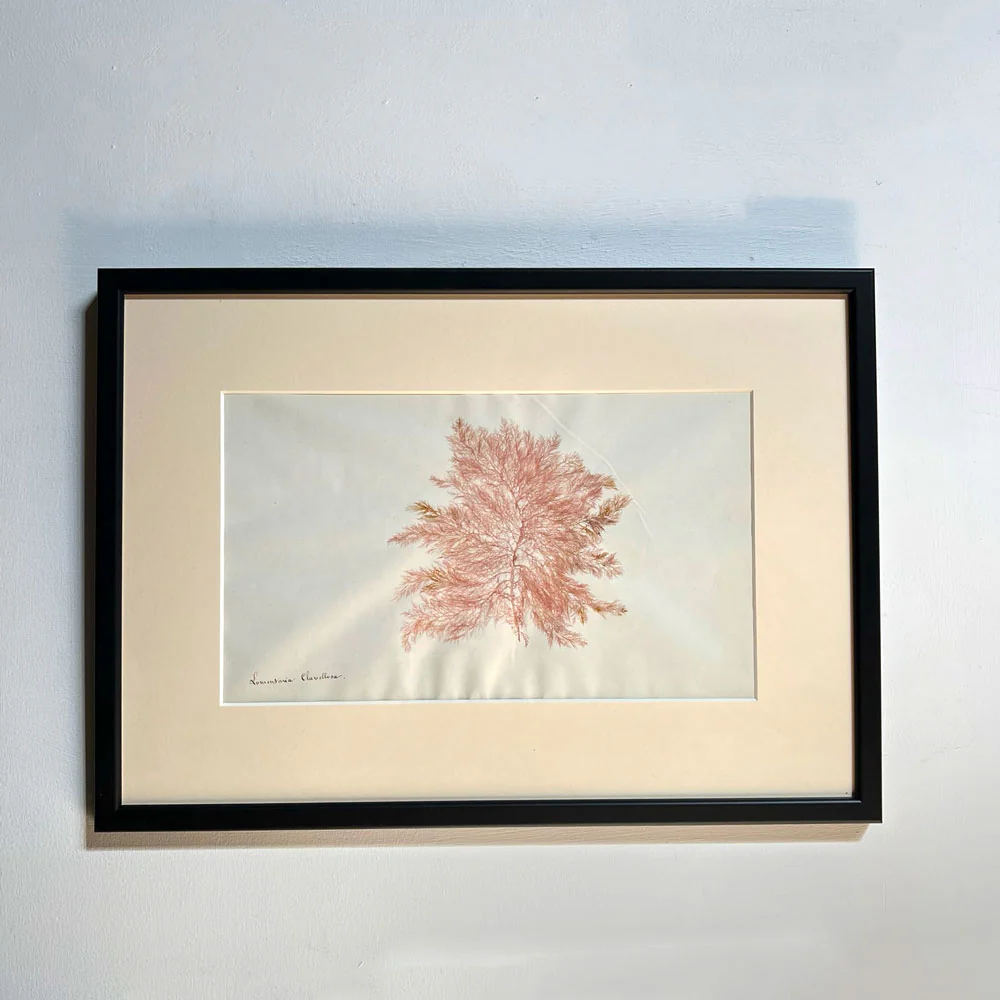 Antique real seaweed framed - Image 16