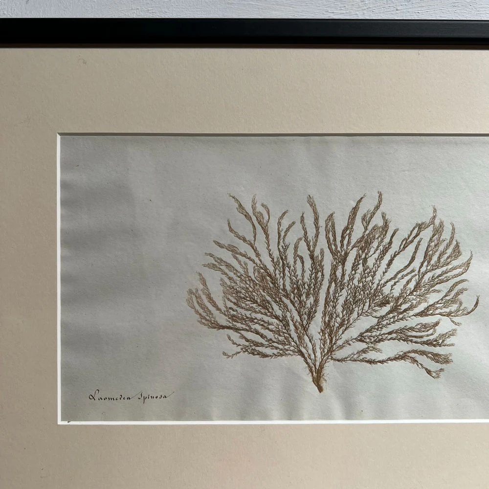 Antique real seaweed framed - Image 3