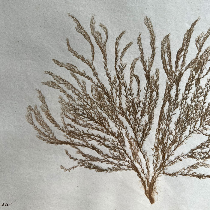 Antique real seaweed framed - Image 4