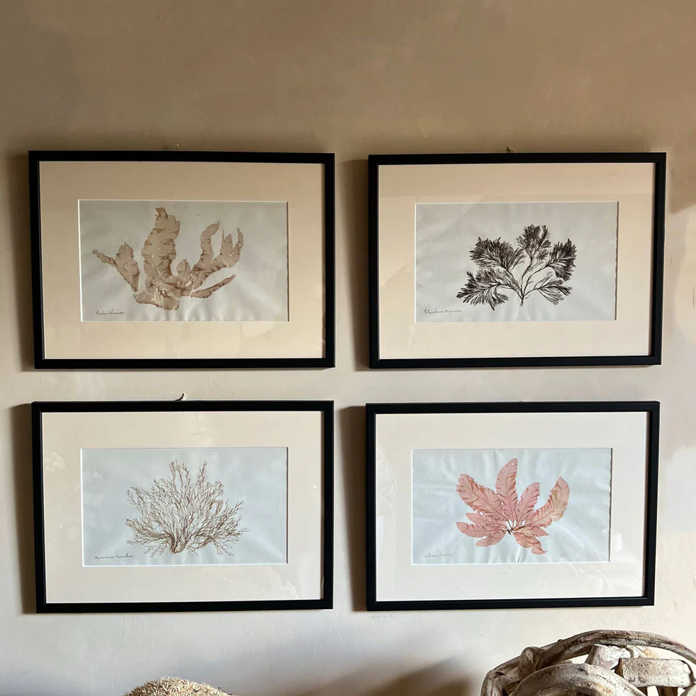 Antique real seaweed framed - Image 5