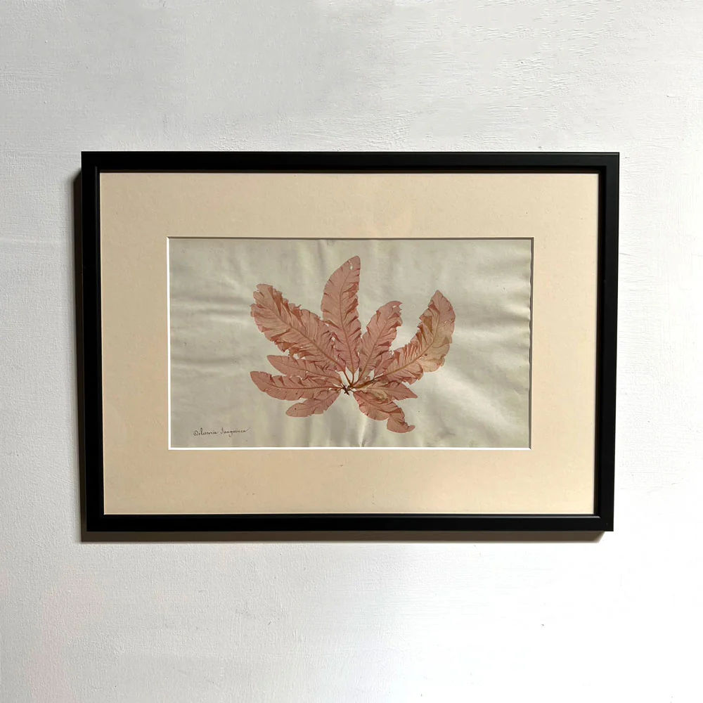Antique real seaweed framed - Image 6