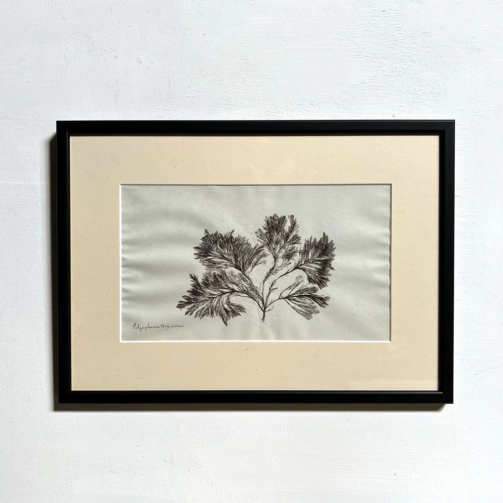 Antique real seaweed framed - Image 7