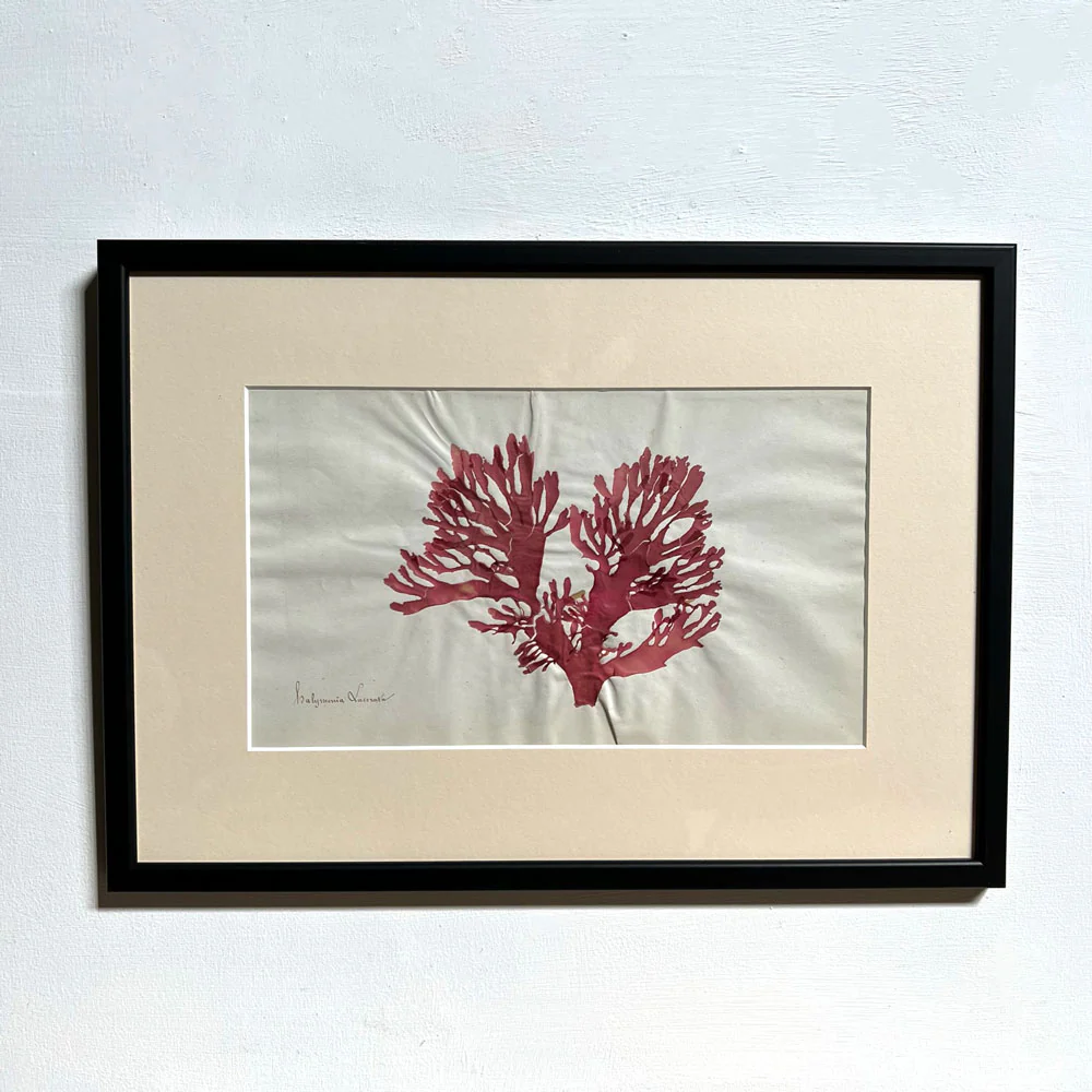 Antique real seaweed framed - Image 8