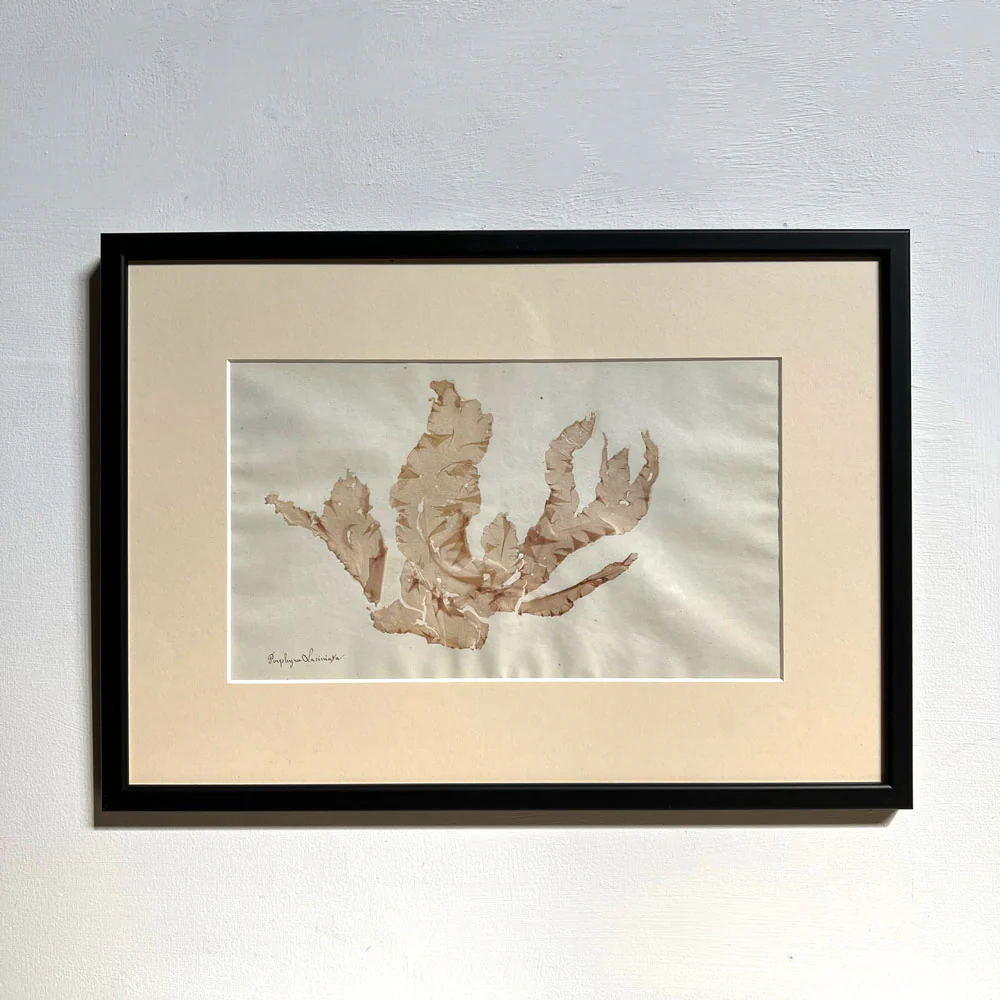 Antique real seaweed framed - Image 9