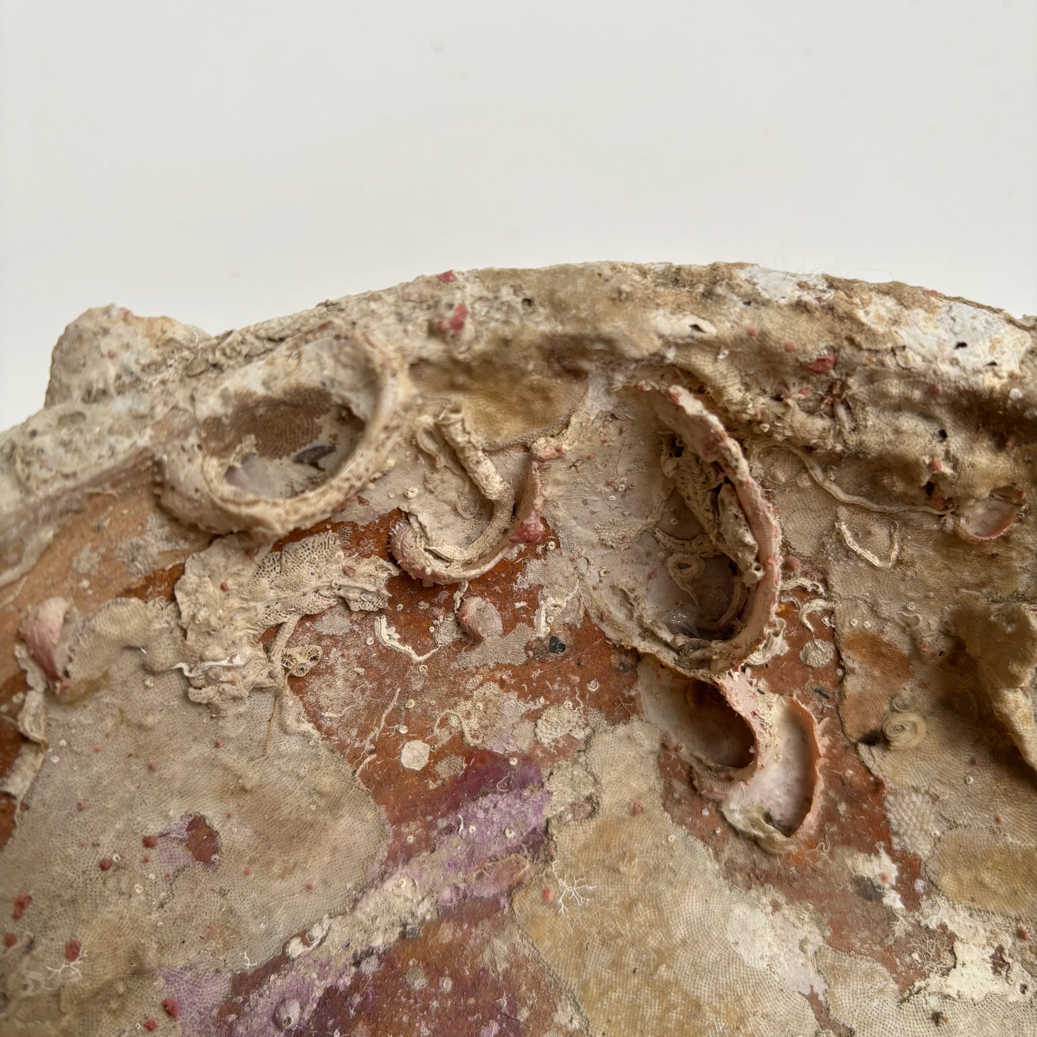 Antique Shipwreck Bowl 14th Century | Sawankhaloc A - Image 11