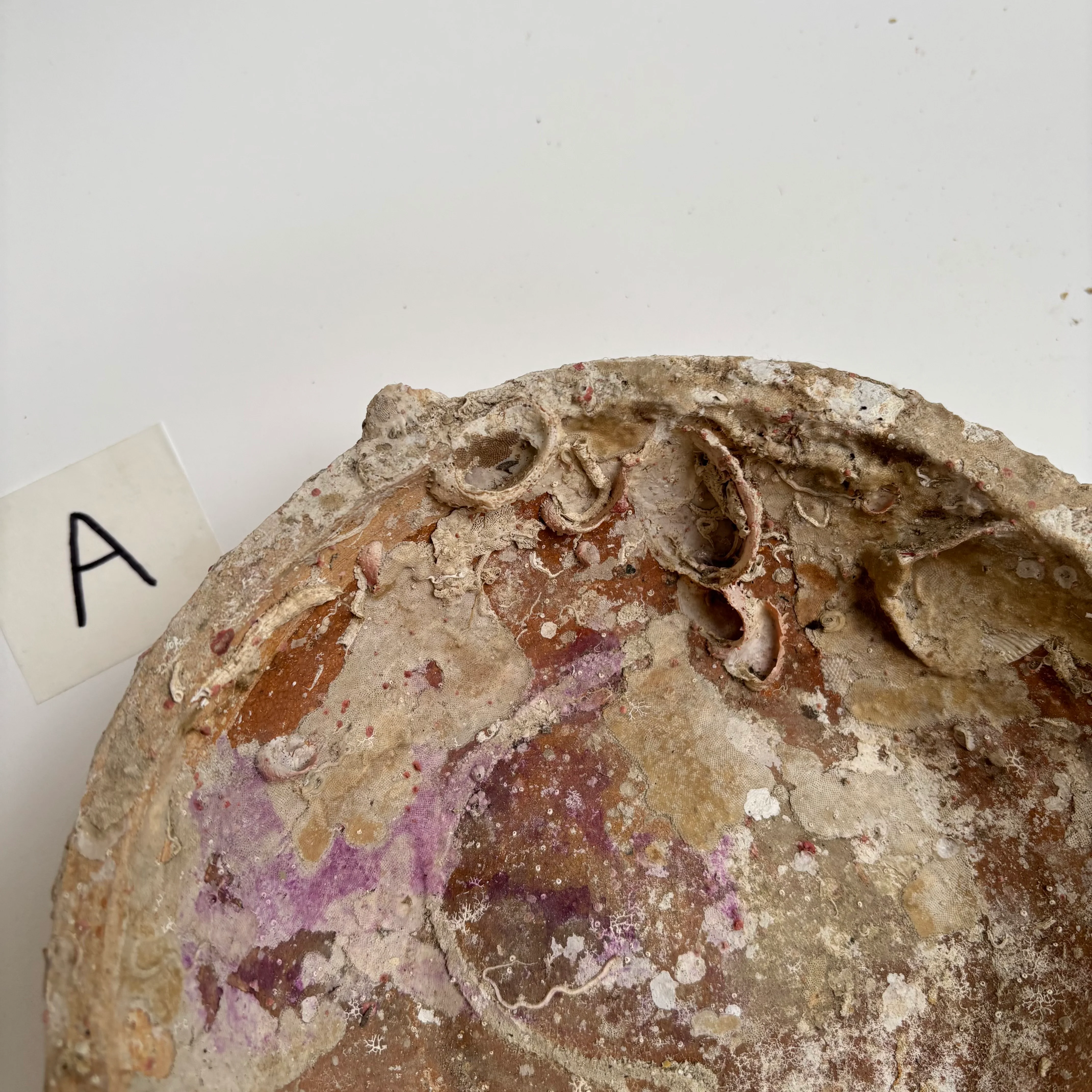 Antique Shipwreck Bowl 14th Century | Sawankhaloc A - Image 8