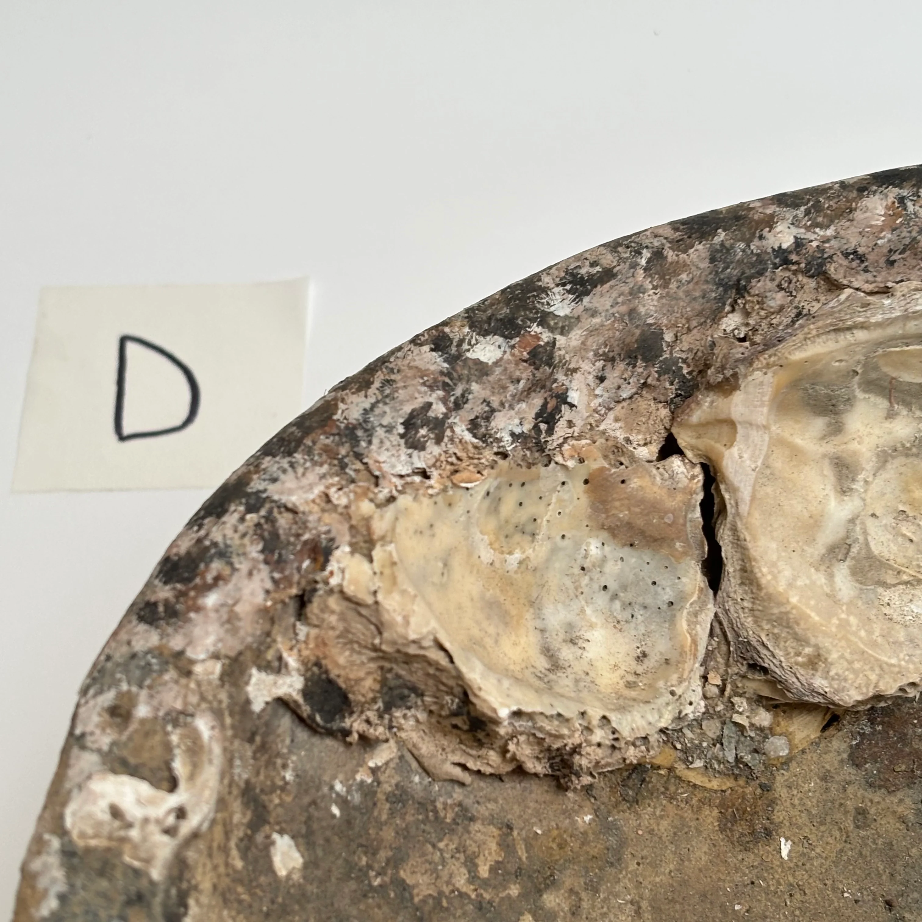 Antique Shipwreck Bowl 14th Century | Sawankhaloc D - Image 10
