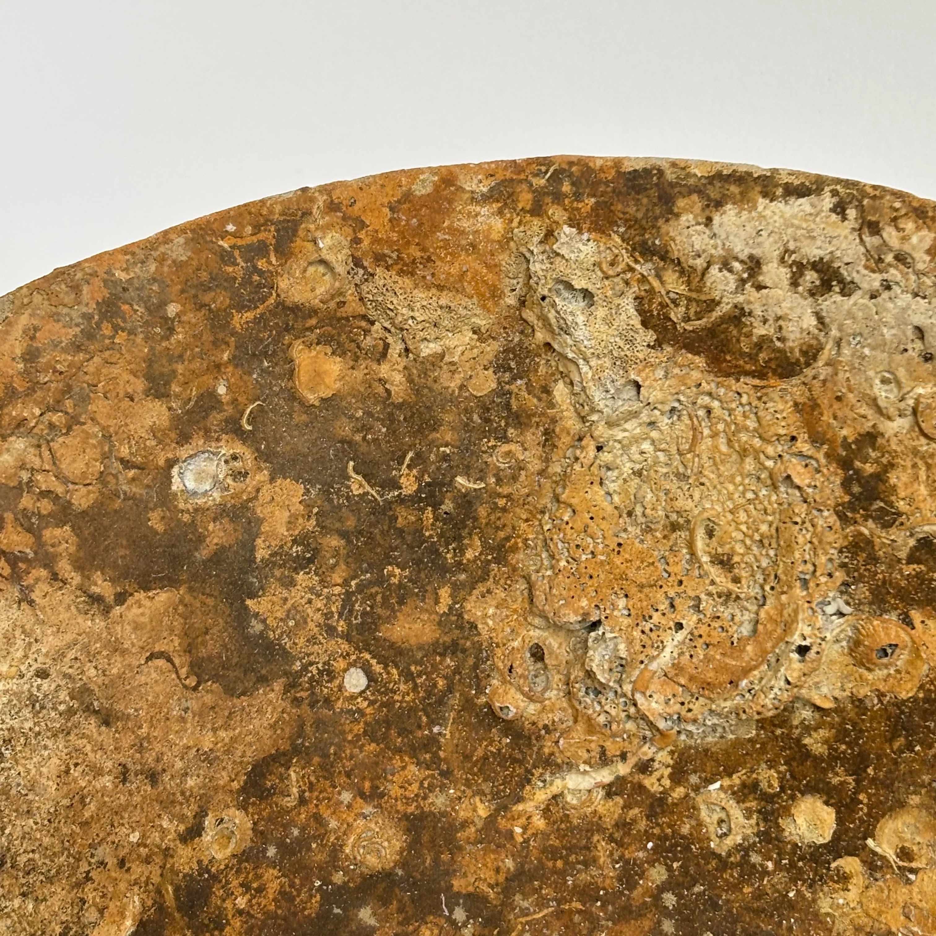 Antique Shipwreck Bowl 14th Century | Sawankhaloc E - Image 11