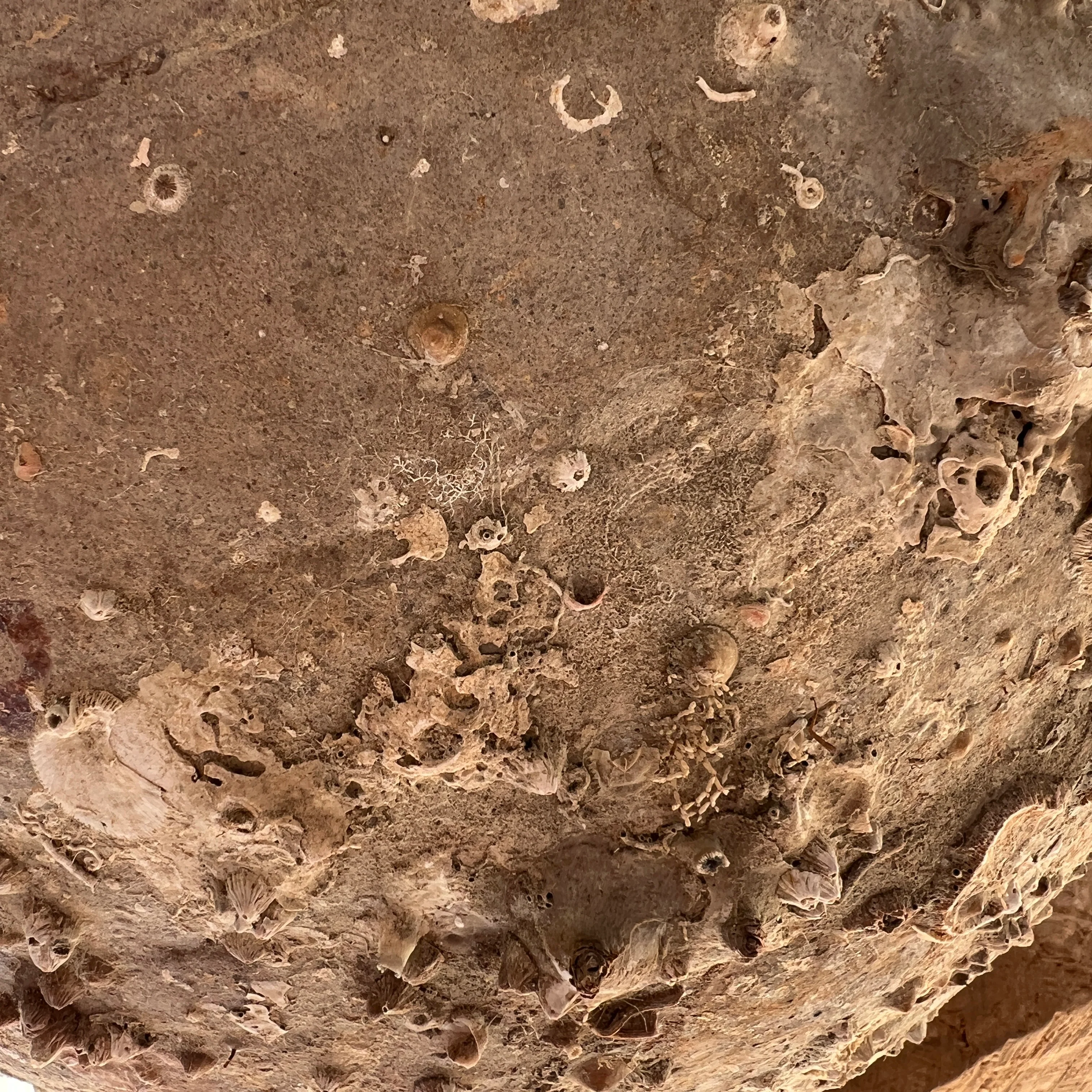 Antique Shipwreck Storage Jar | Singburi 87208 - Image 8