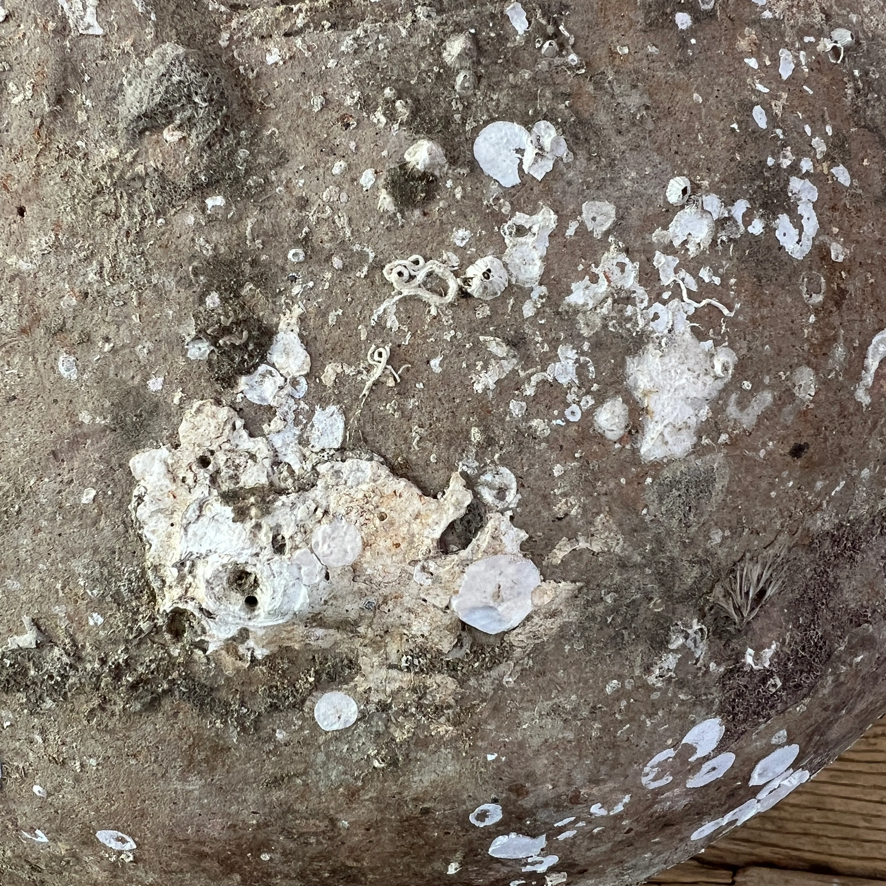Antique Shipwreck Storage Jar | Singburi 8720912 - Image 3