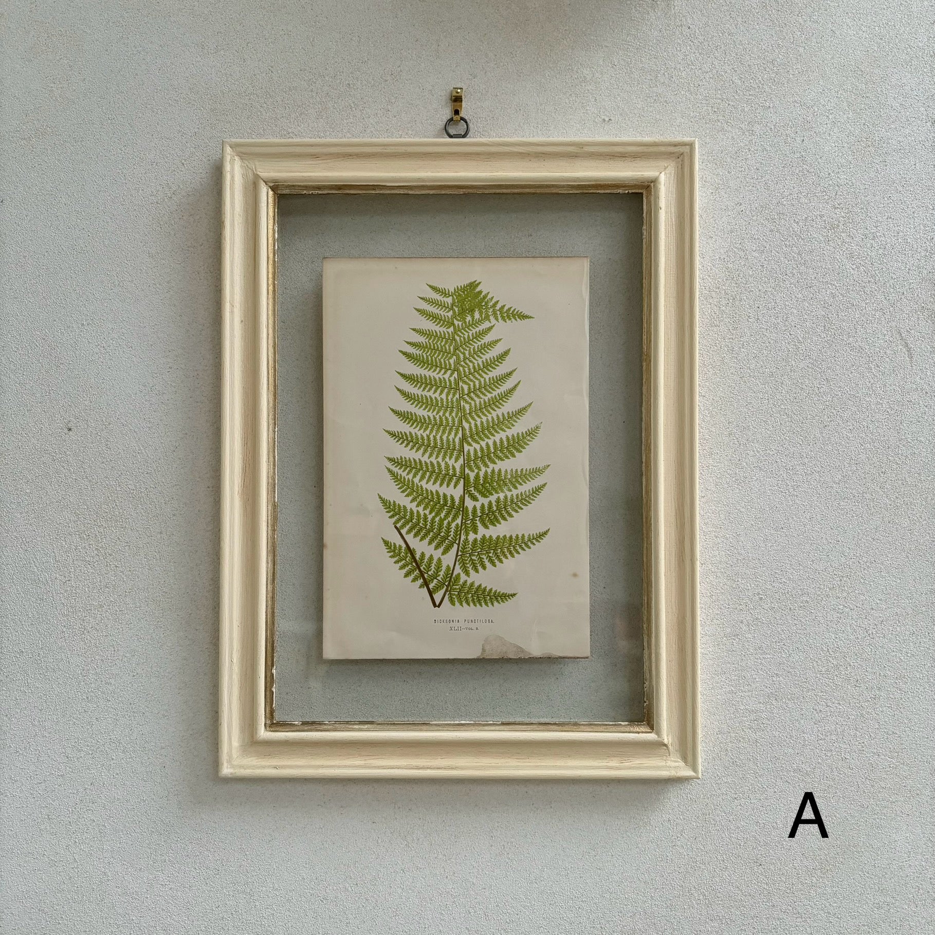 Antique White Framed Fern Print | Small - Image 2