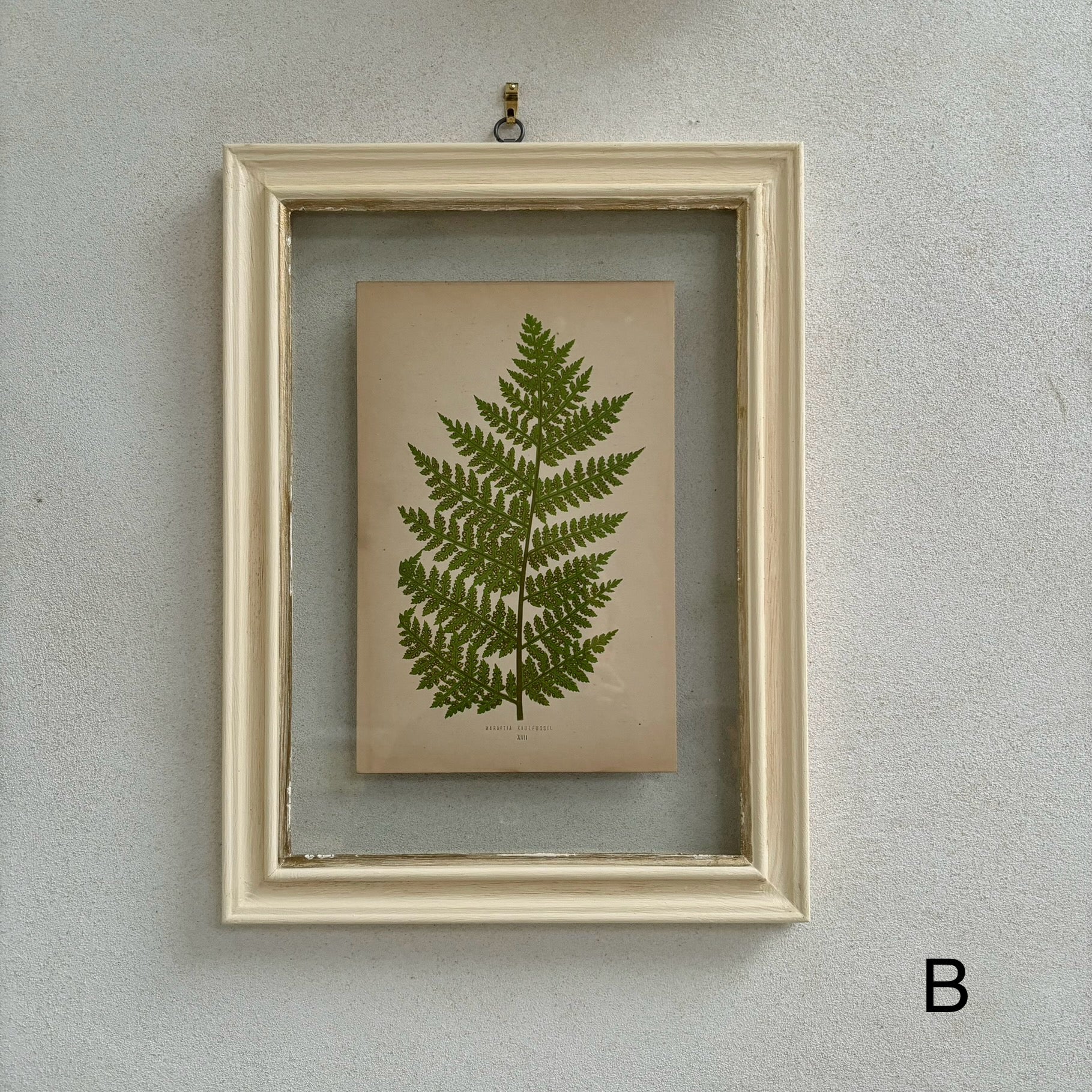 Antique White Framed Fern Print | Small - Image 3