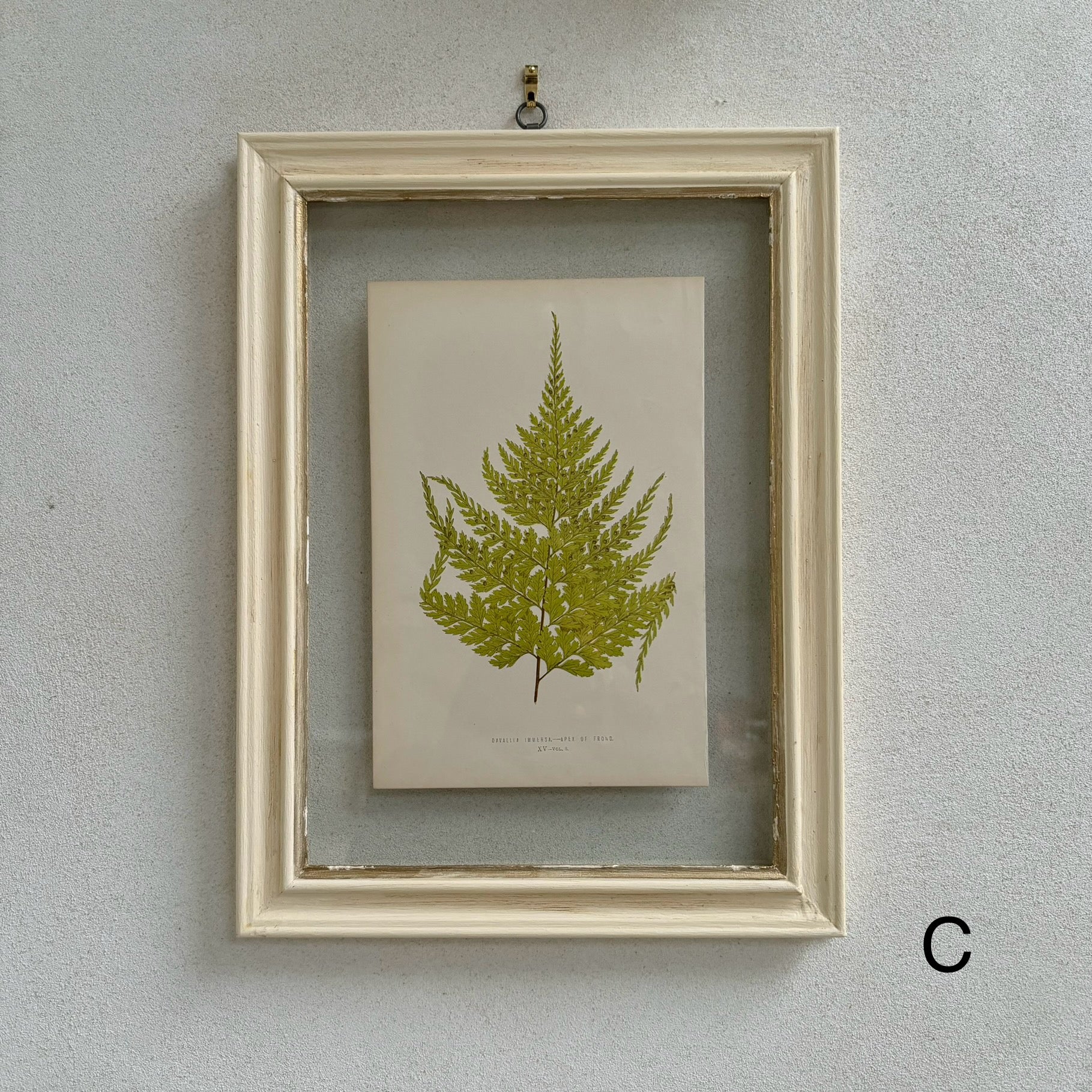 Antique White Framed Fern Print | Small - Image 4