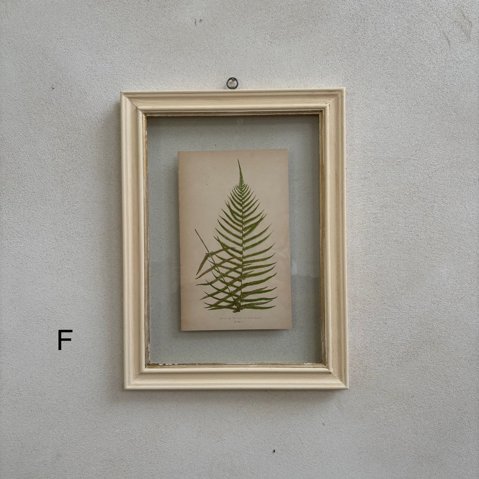Antique White Framed Fern Print | Small - Image 7