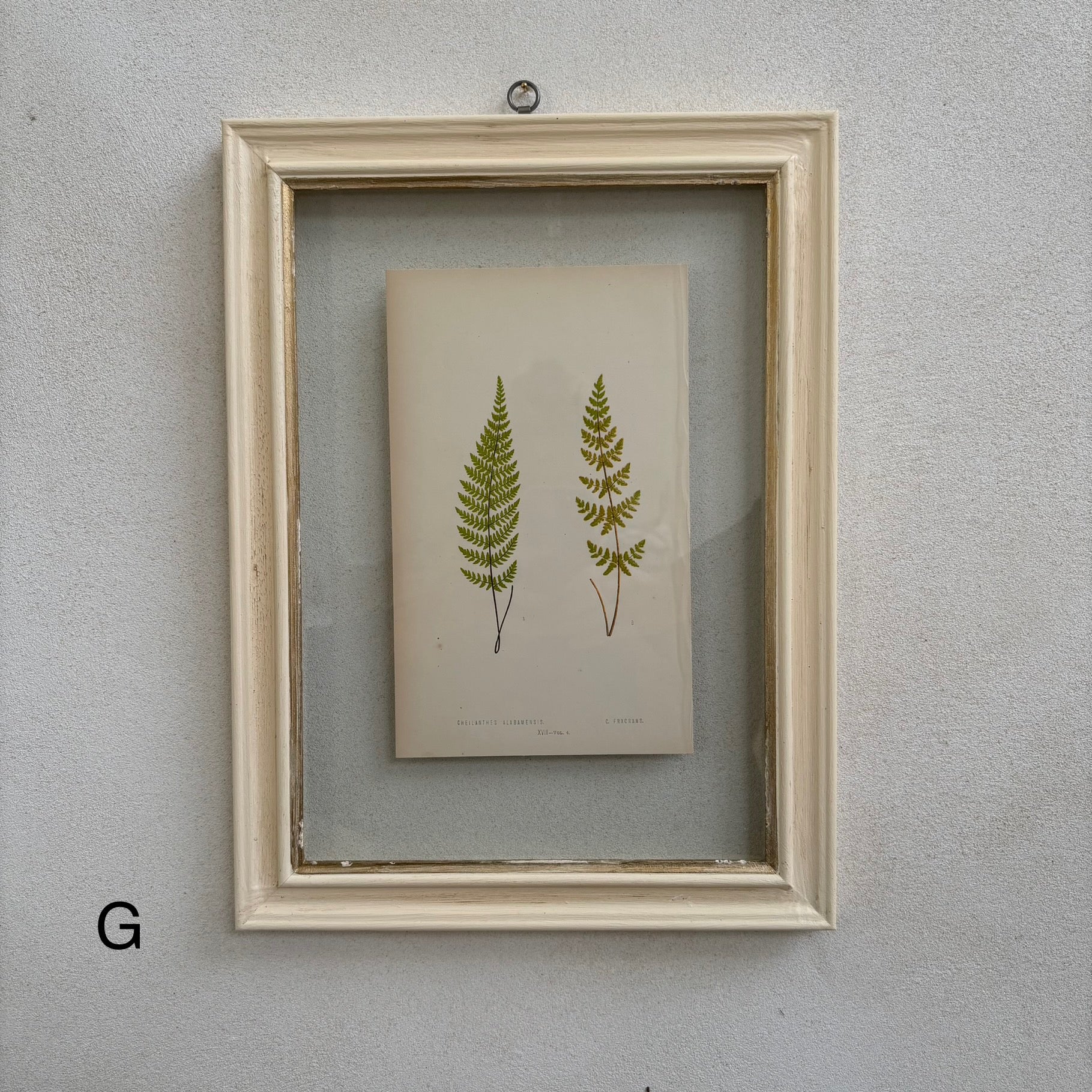 Antique White Framed Fern Print | Small - Image 8