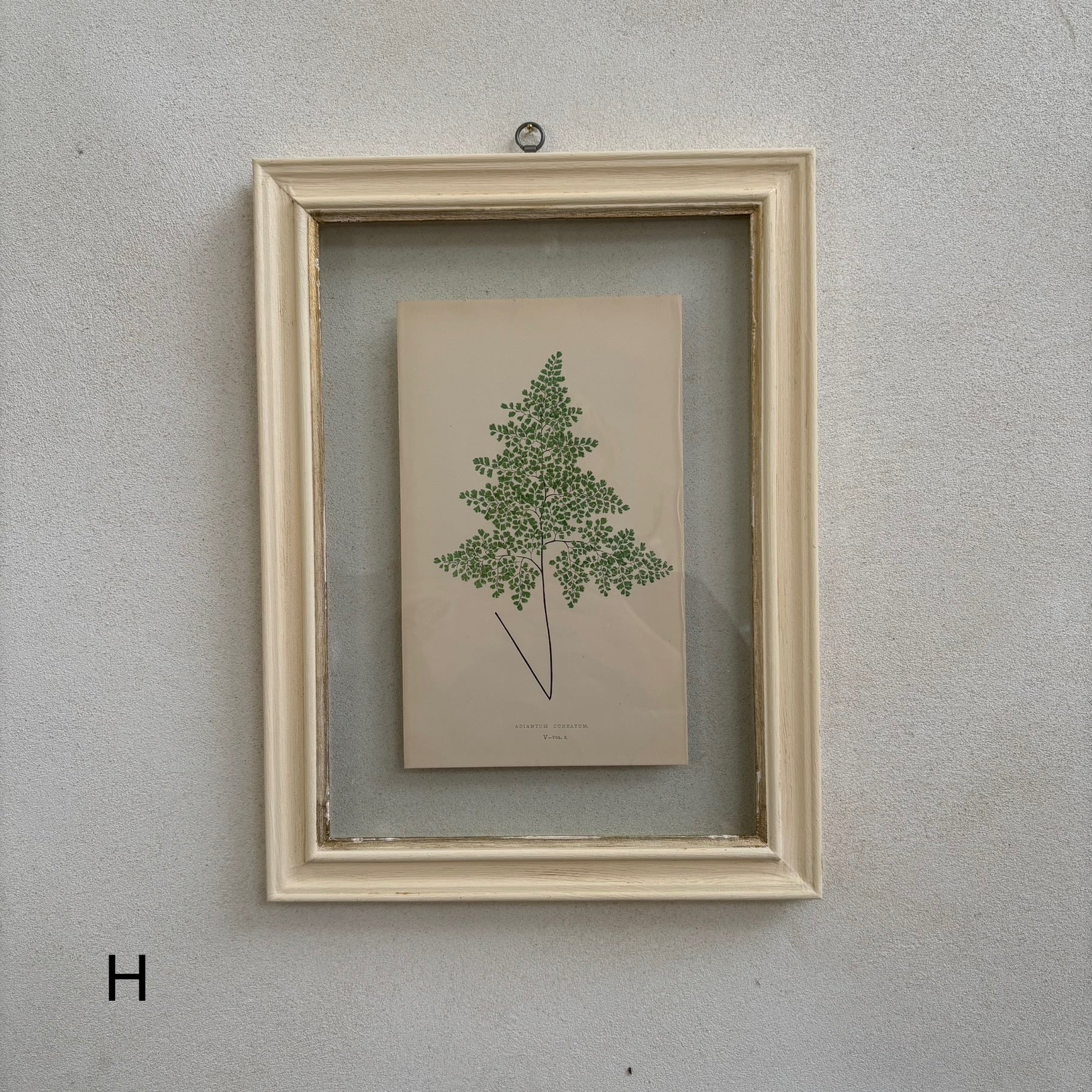 Antique White Framed Fern Print | Small - Image 9