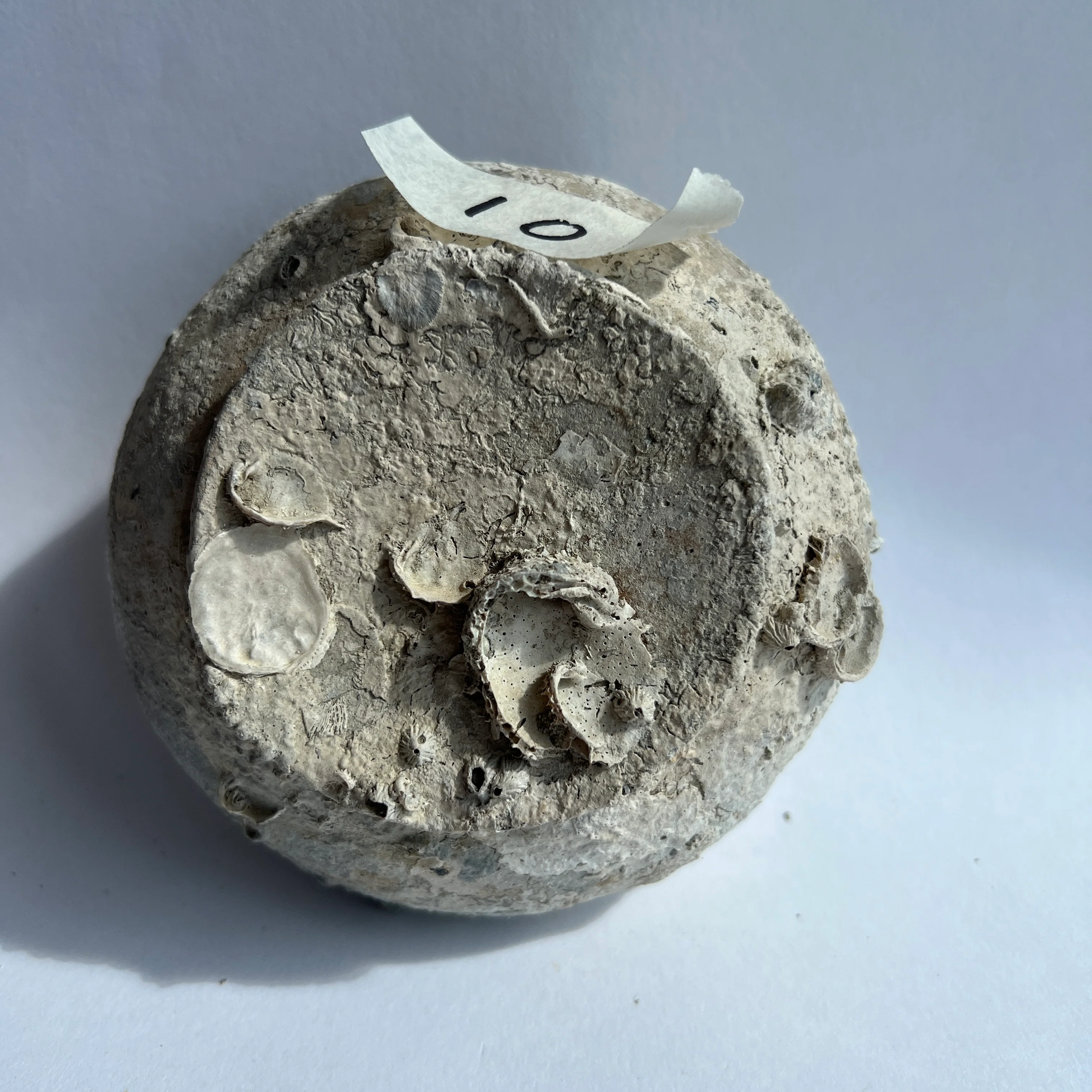 Chinese Sung Shipwreck Bowl | 824010 - Image 11