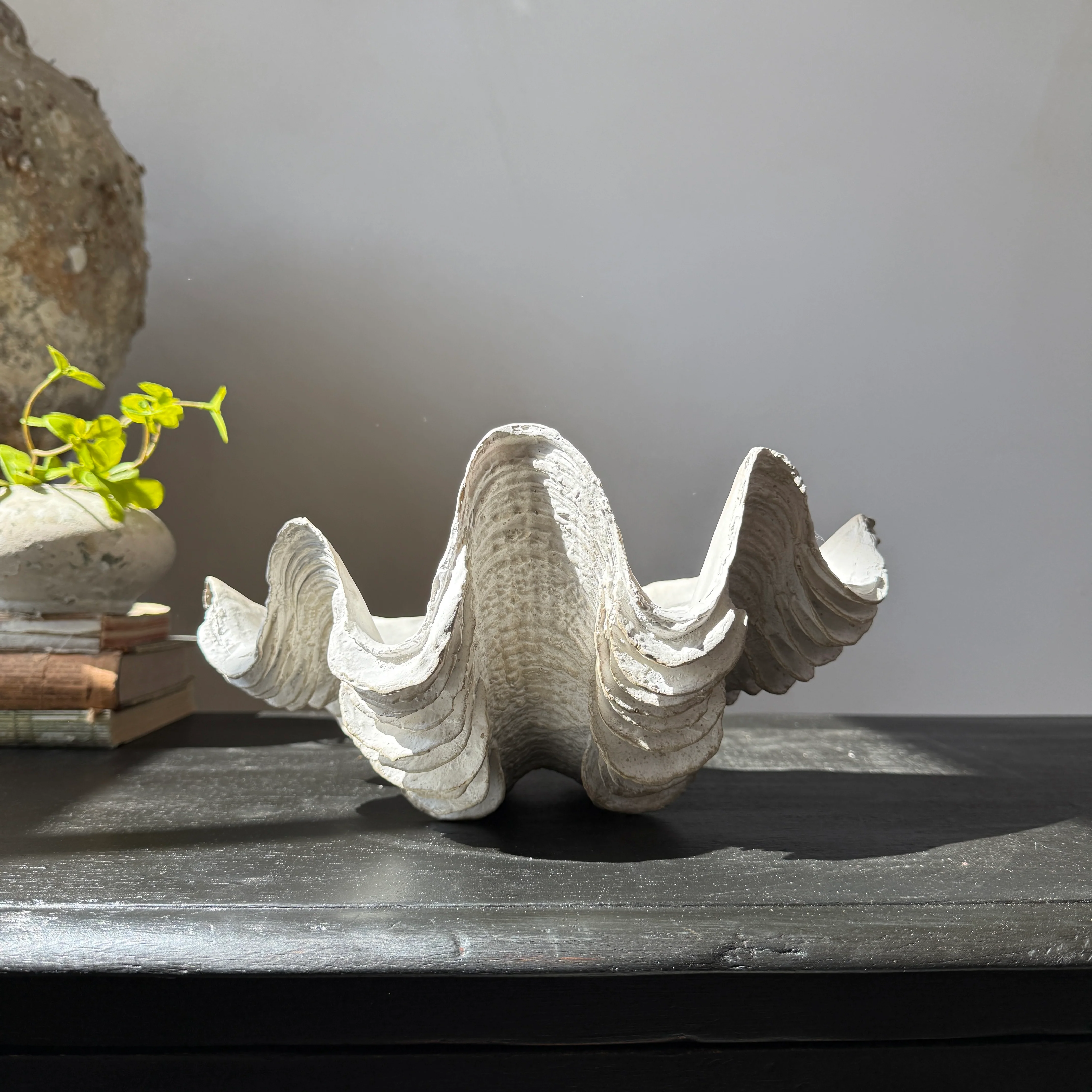 Decorative White Clam Shell