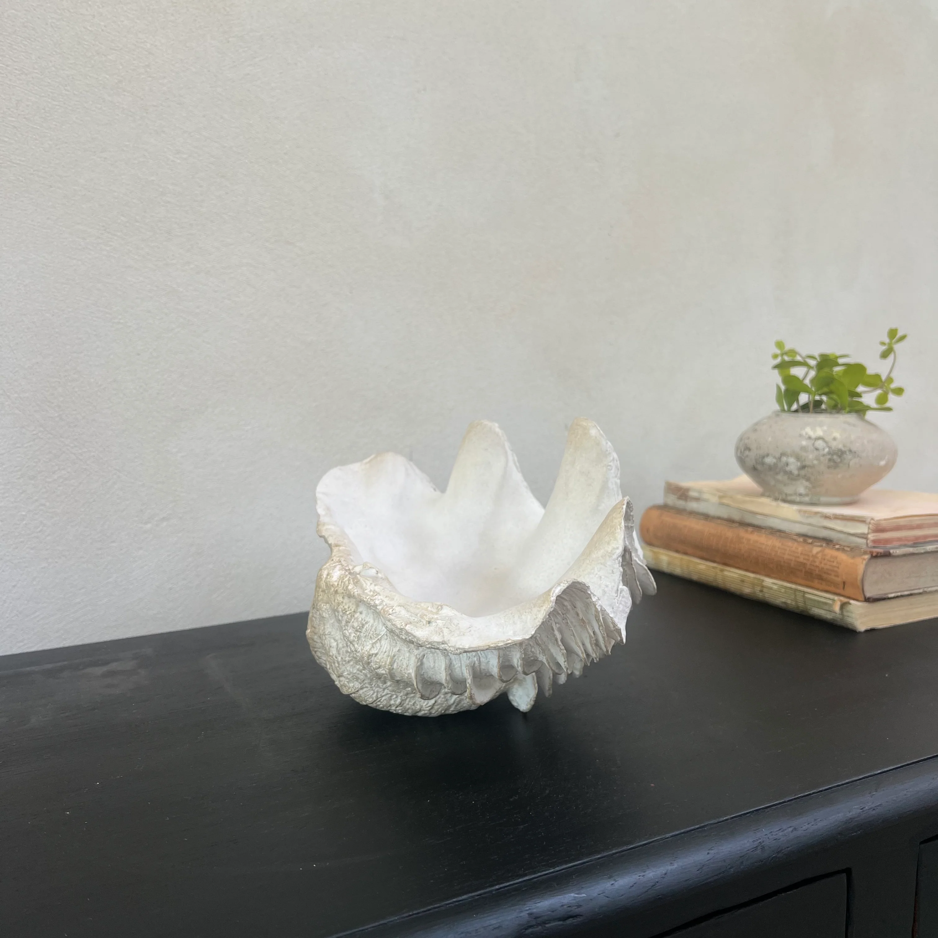 Decorative White Clam Shell - Image 10