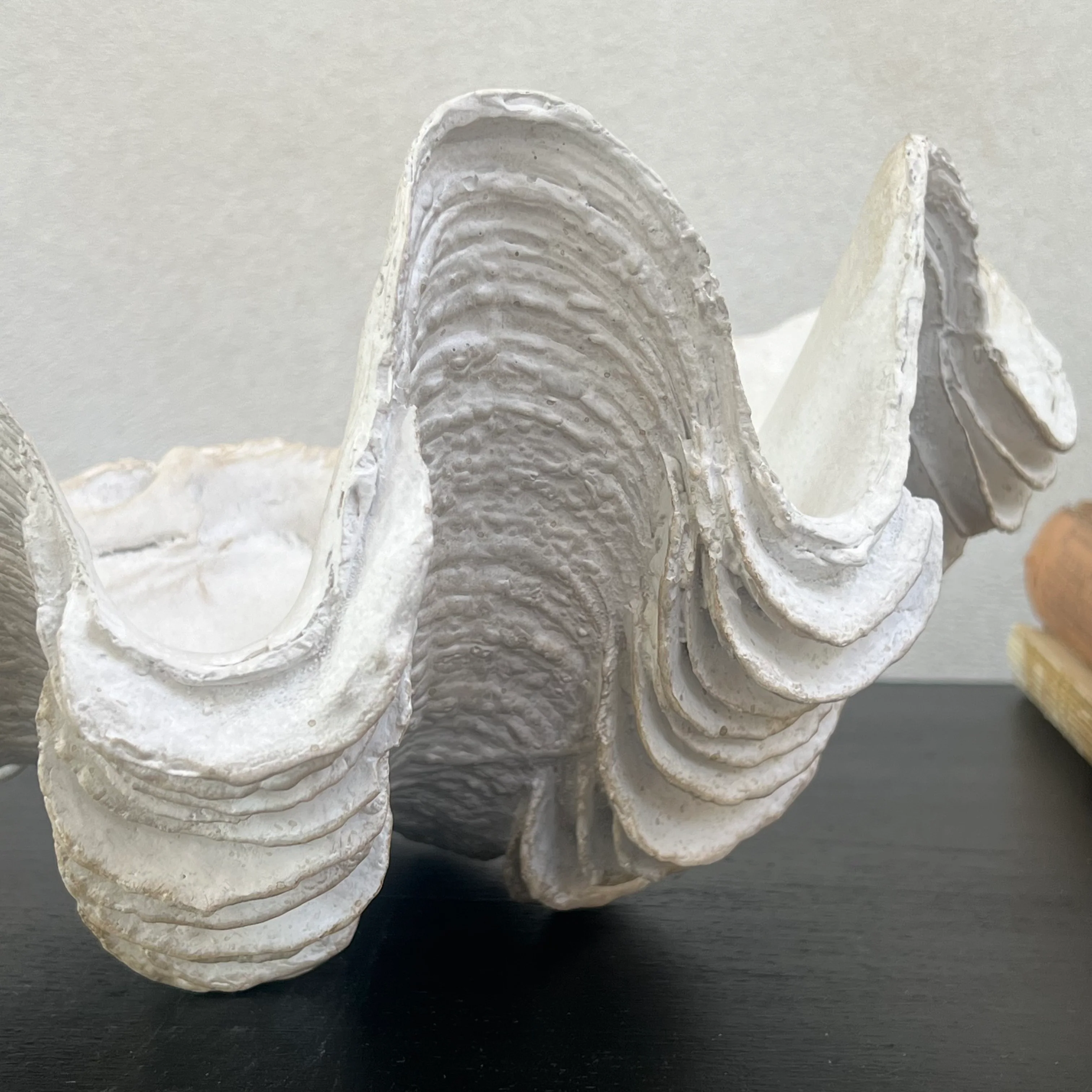 Decorative White Clam Shell - Image 11