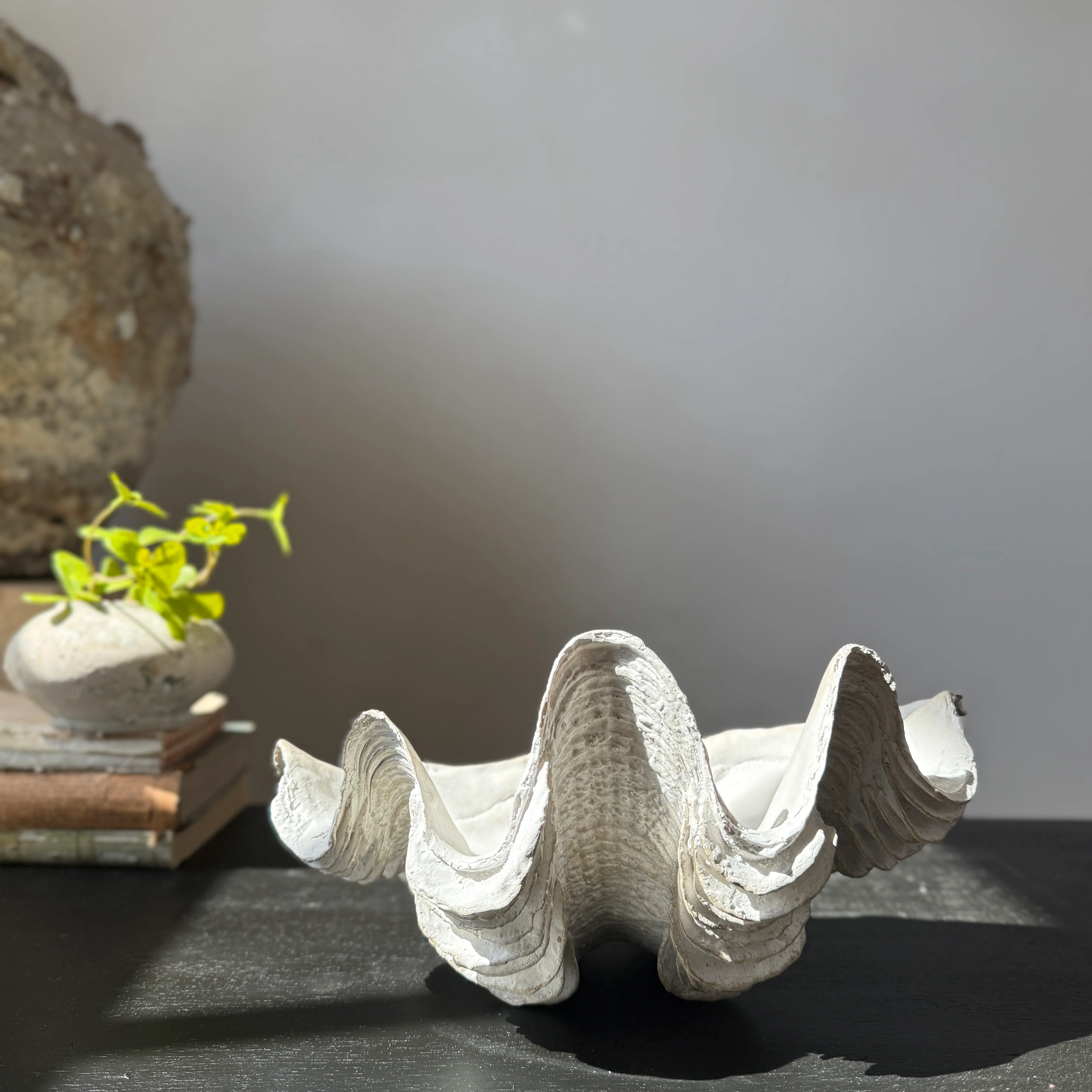 Decorative White Clam Shell - Image 12