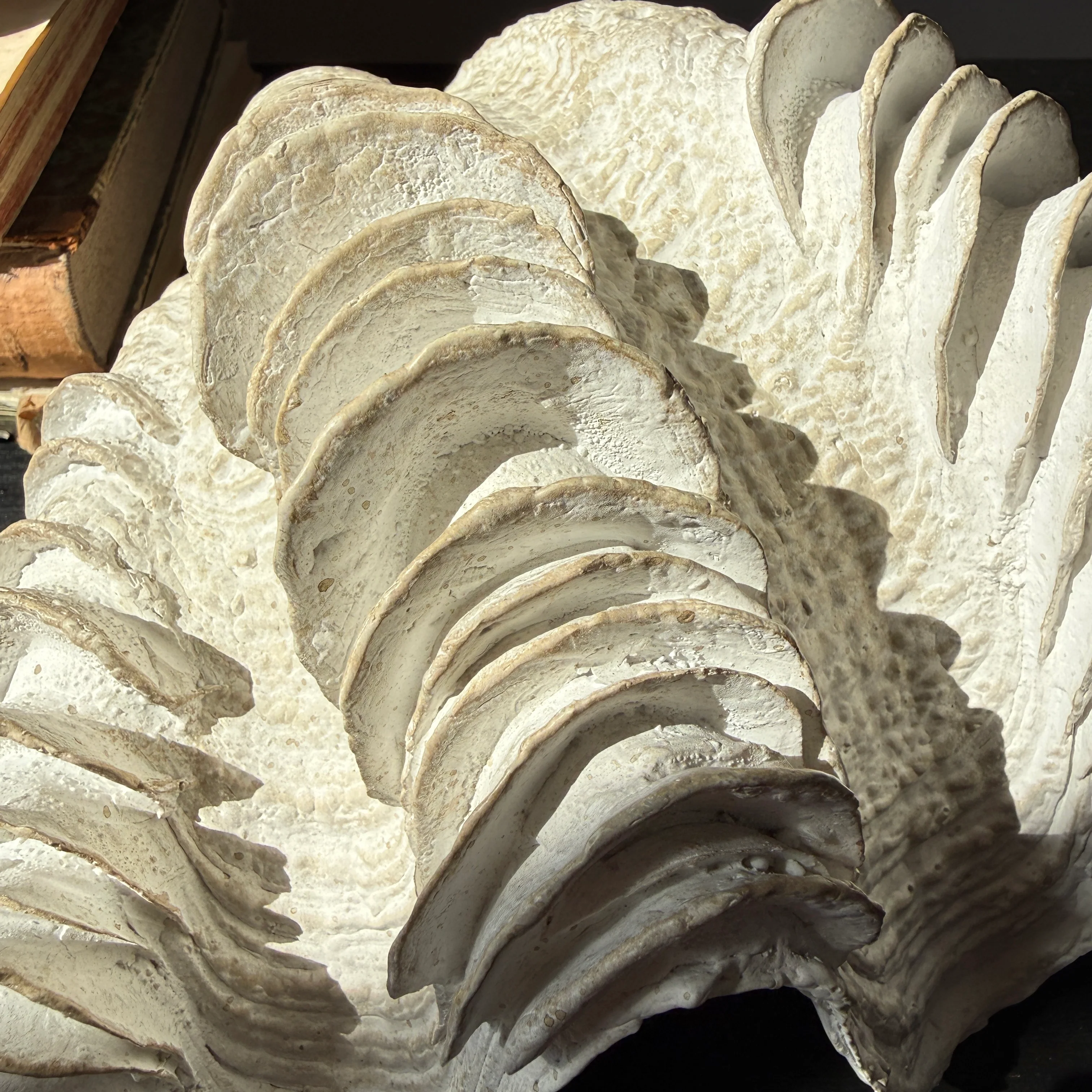 Decorative White Clam Shell - Image 13