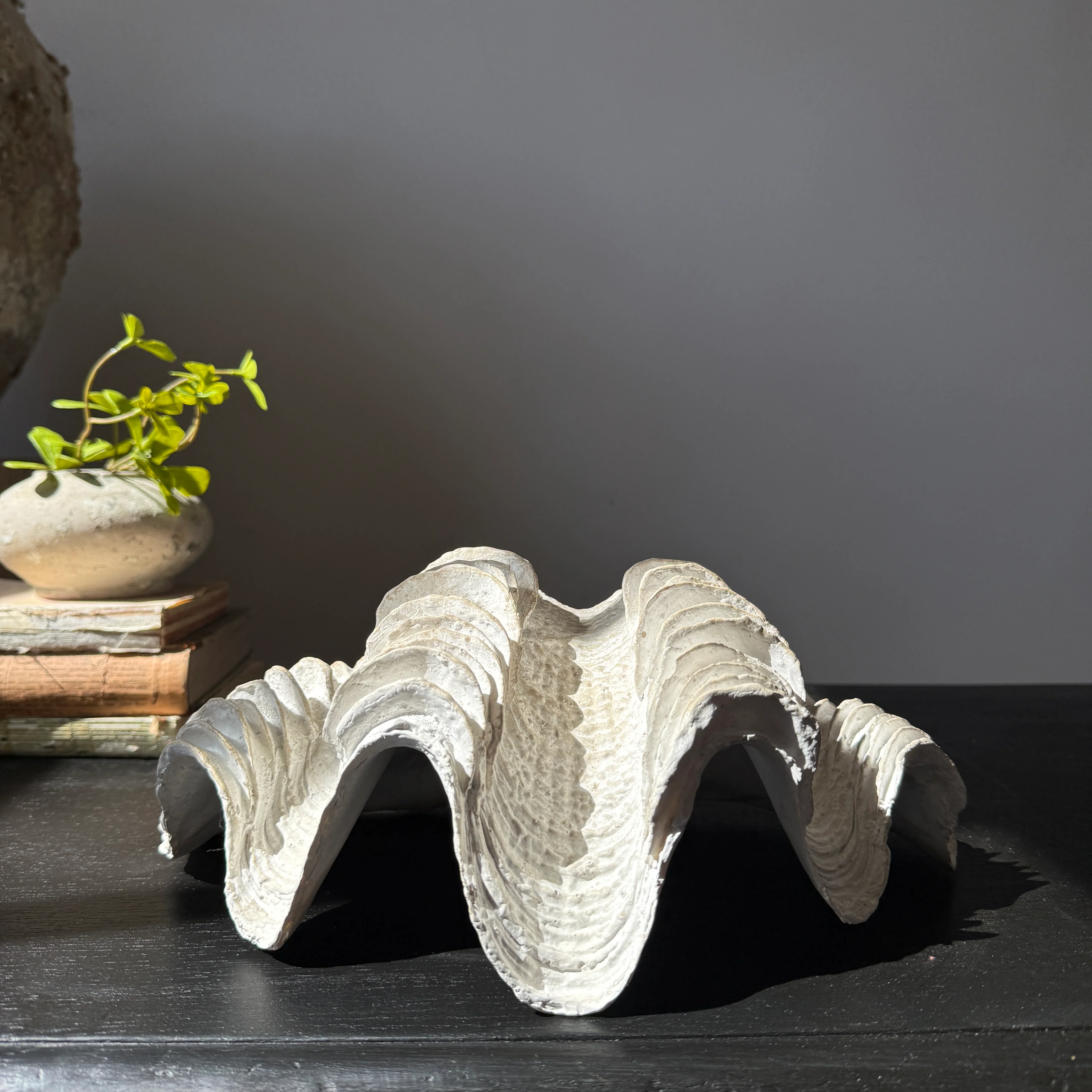 Decorative White Clam Shell - Image 2