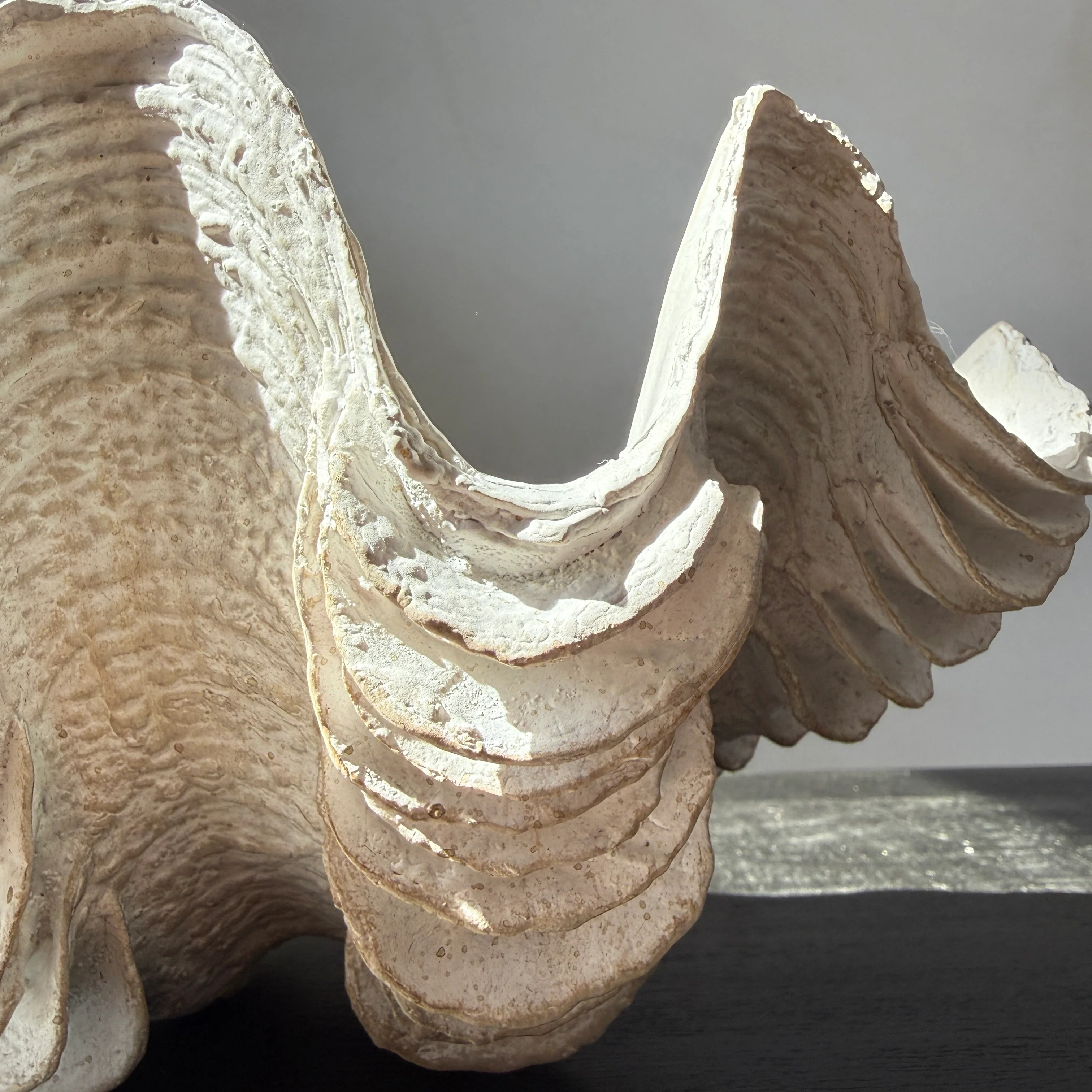 Decorative White Clam Shell - Image 3