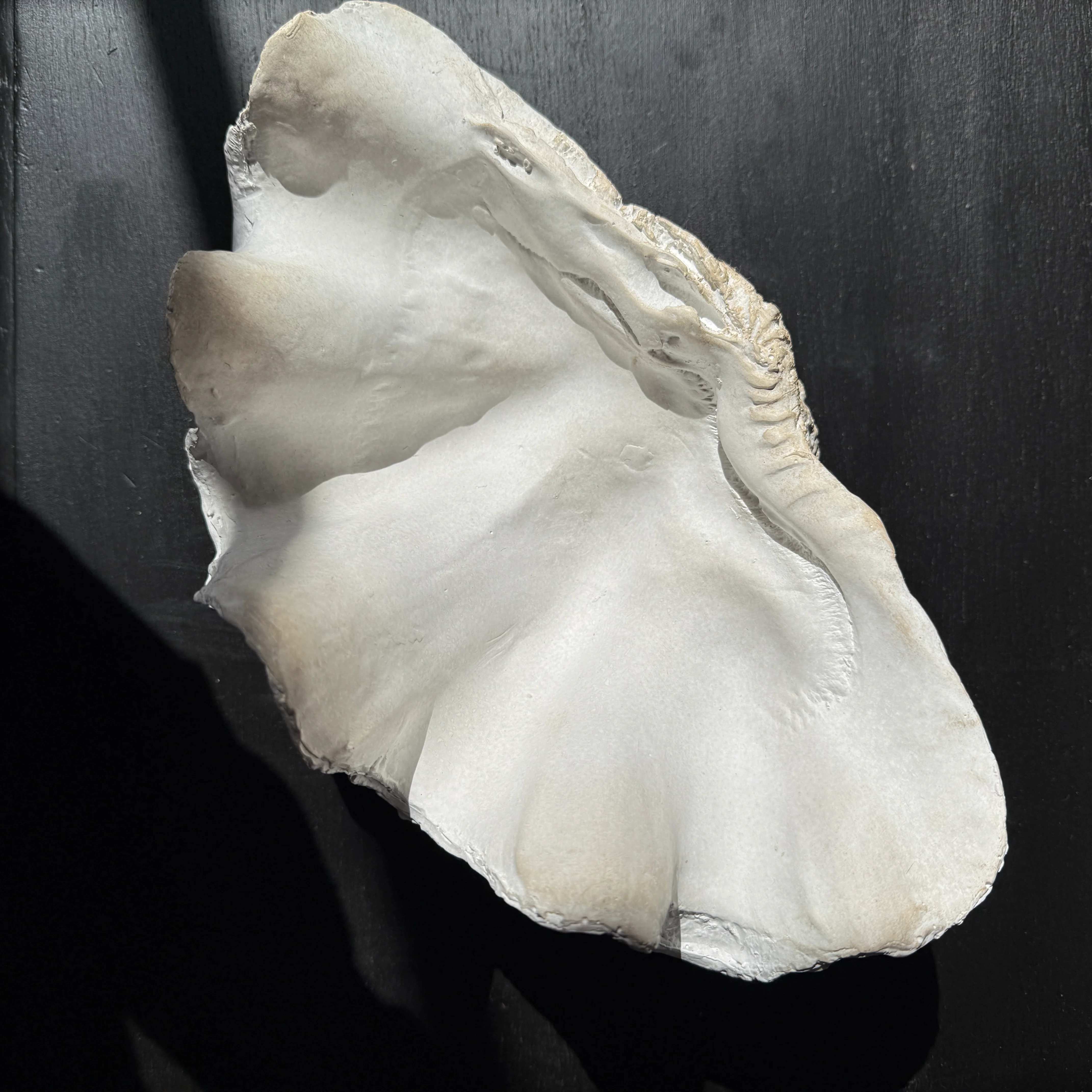 Decorative White Clam Shell - Image 4