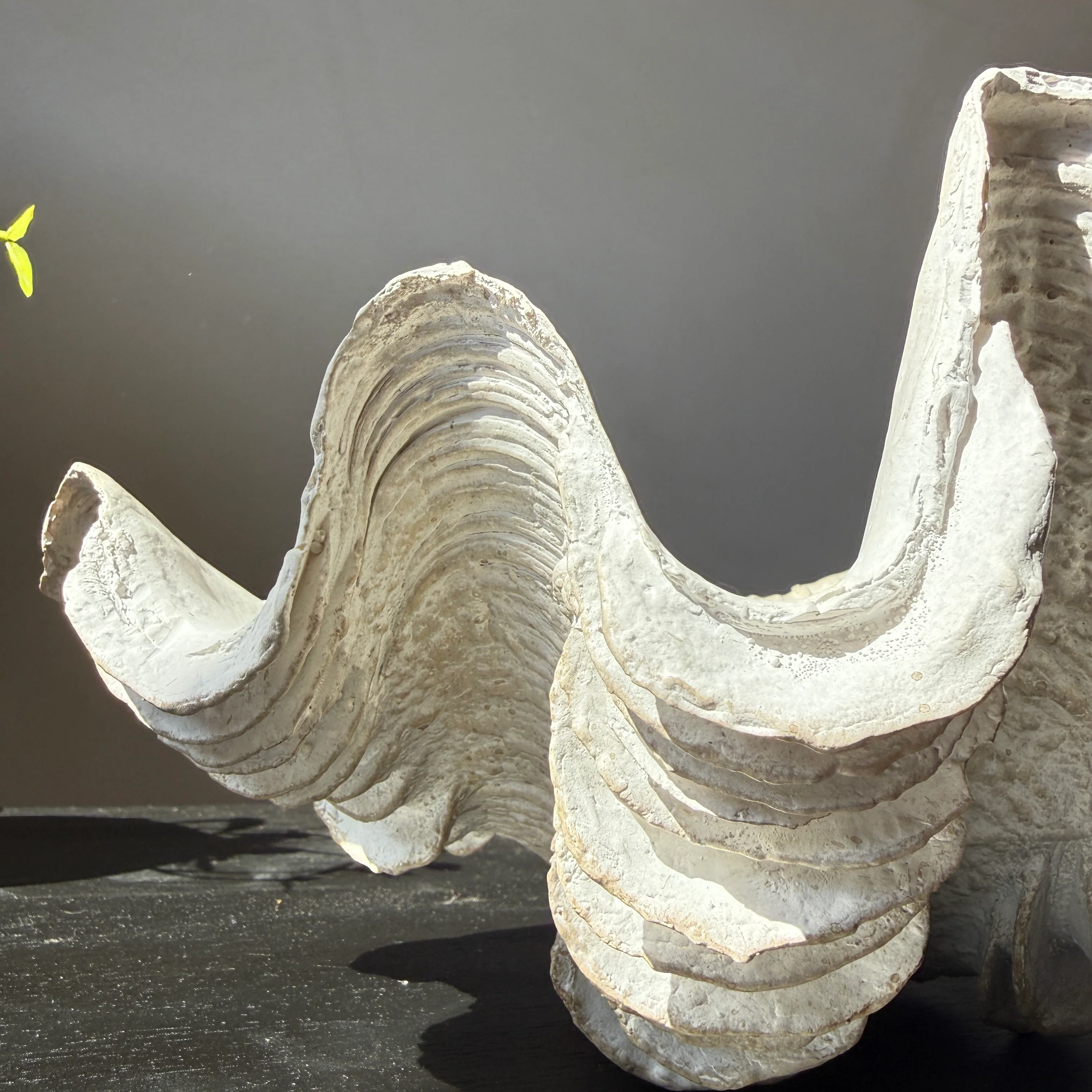 Decorative White Clam Shell - Image 5