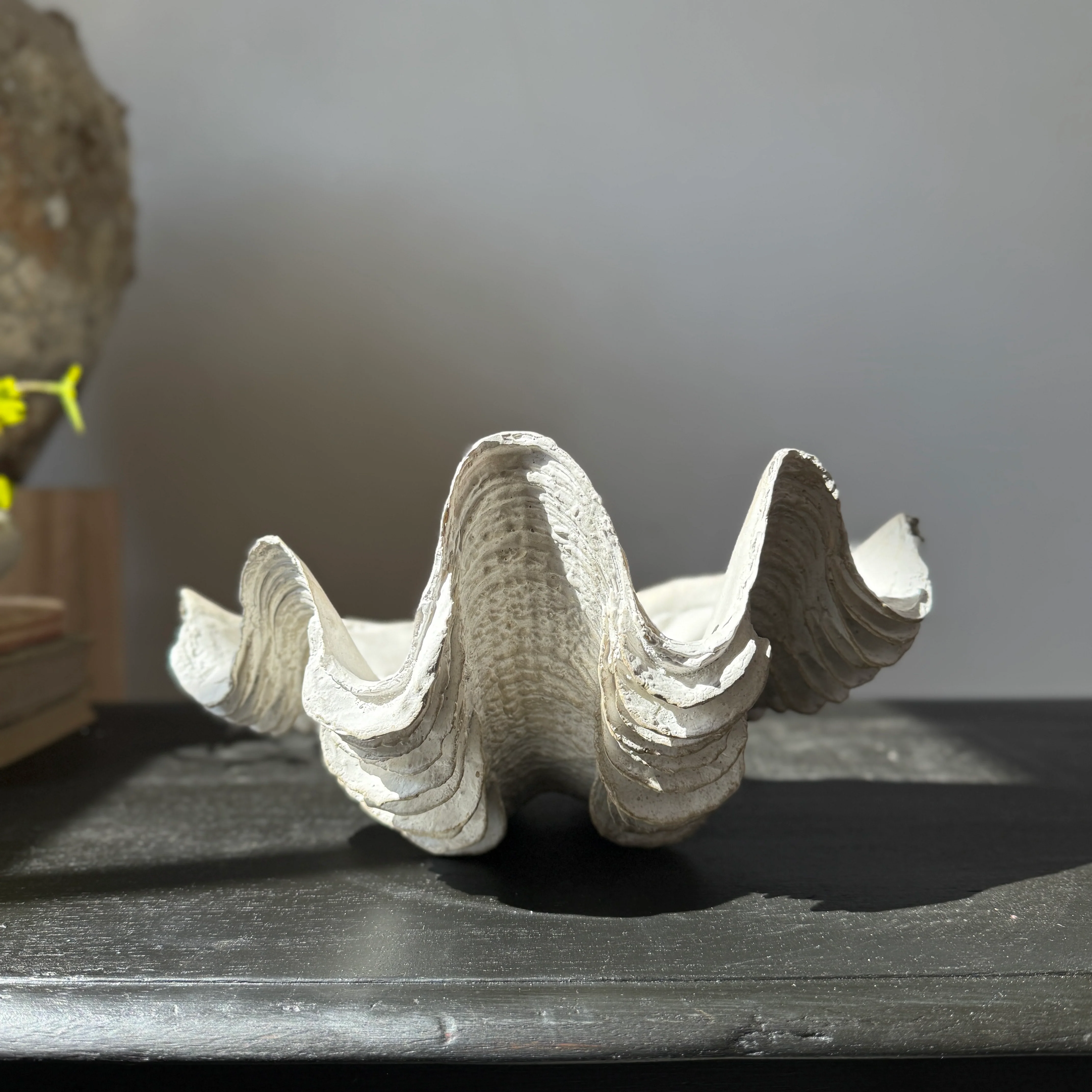 Decorative White Clam Shell - Image 6
