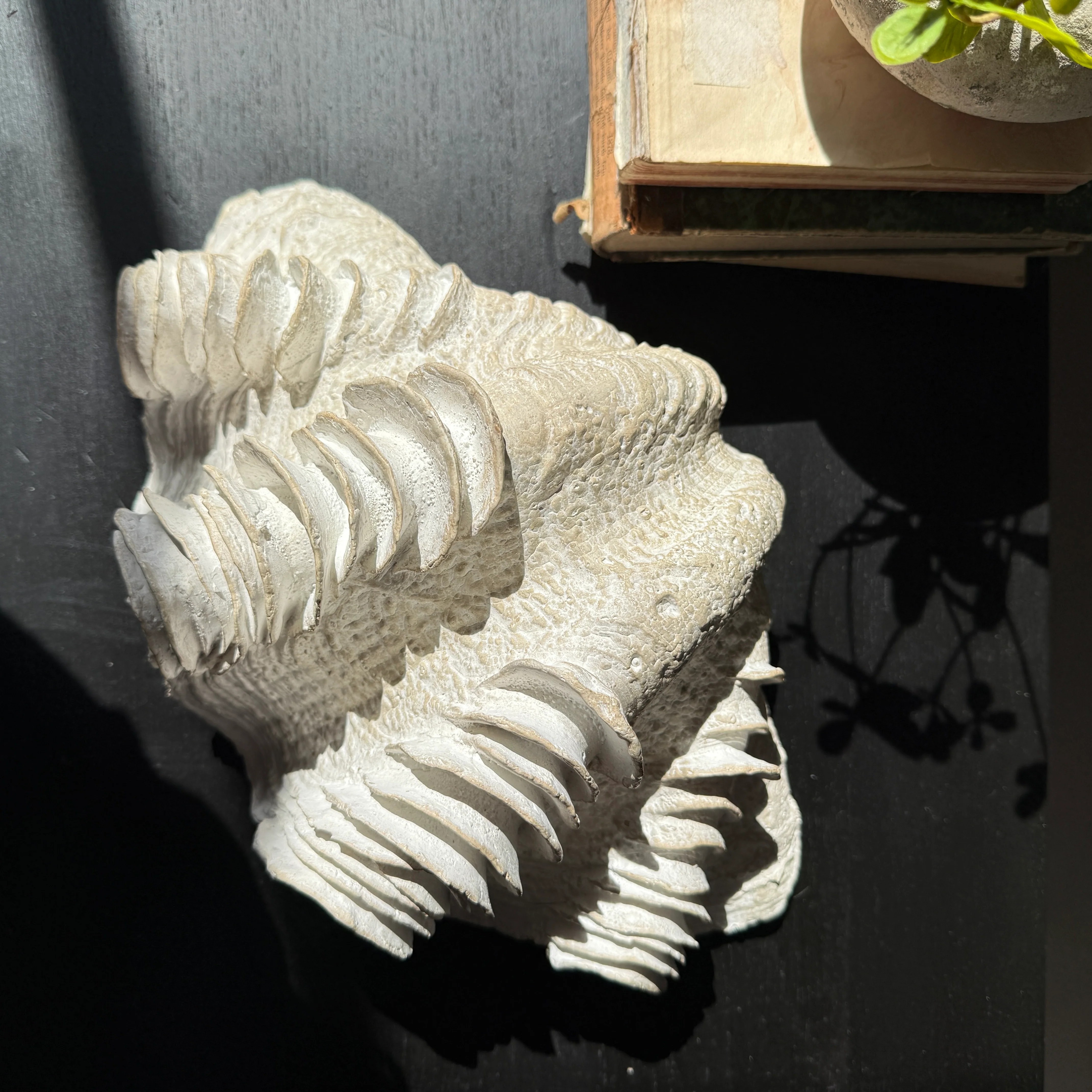Decorative White Clam Shell - Image 7