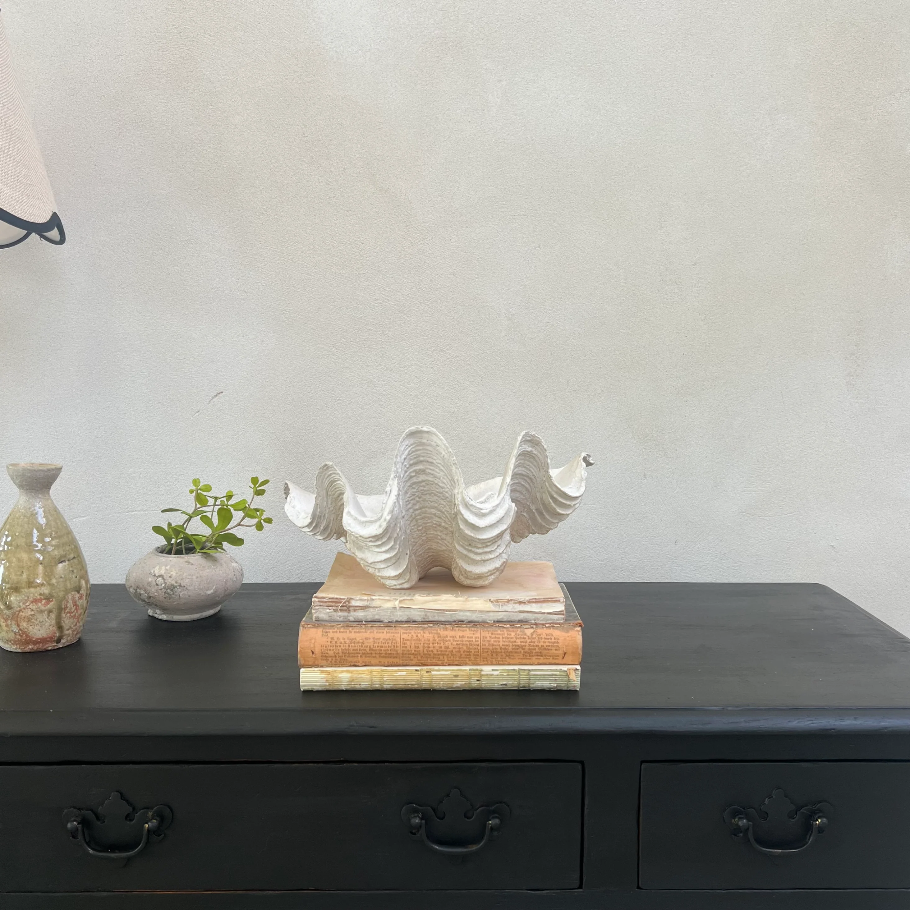 Decorative White Clam Shell - Image 8