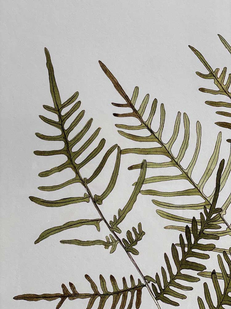 Extra Large Botanical Artwork | Steris Caudata - Image 3