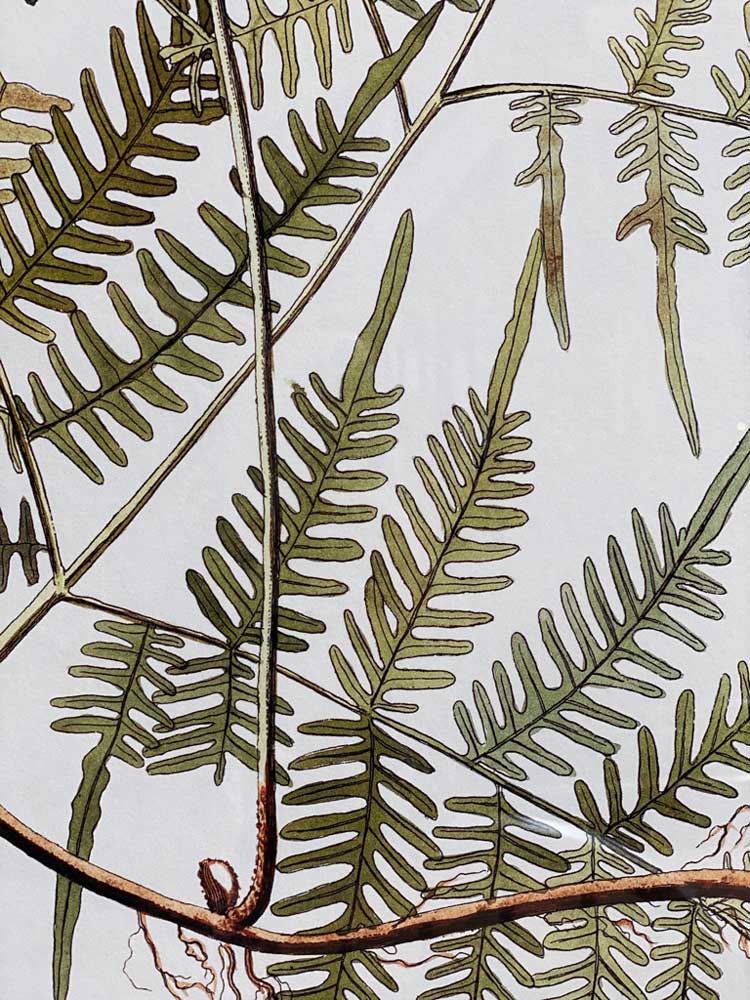 Extra Large Botanical Artwork | Steris Caudata - Image 4