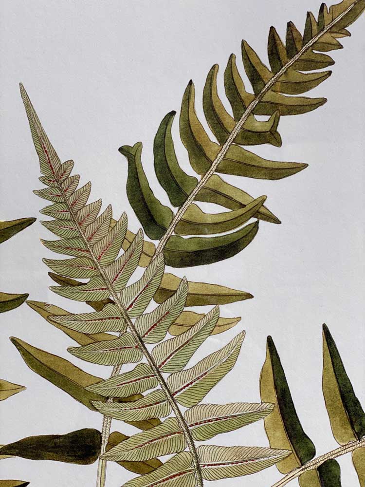 Extra Large Botanical Artwork | Blechnum Occidentale - Image 3