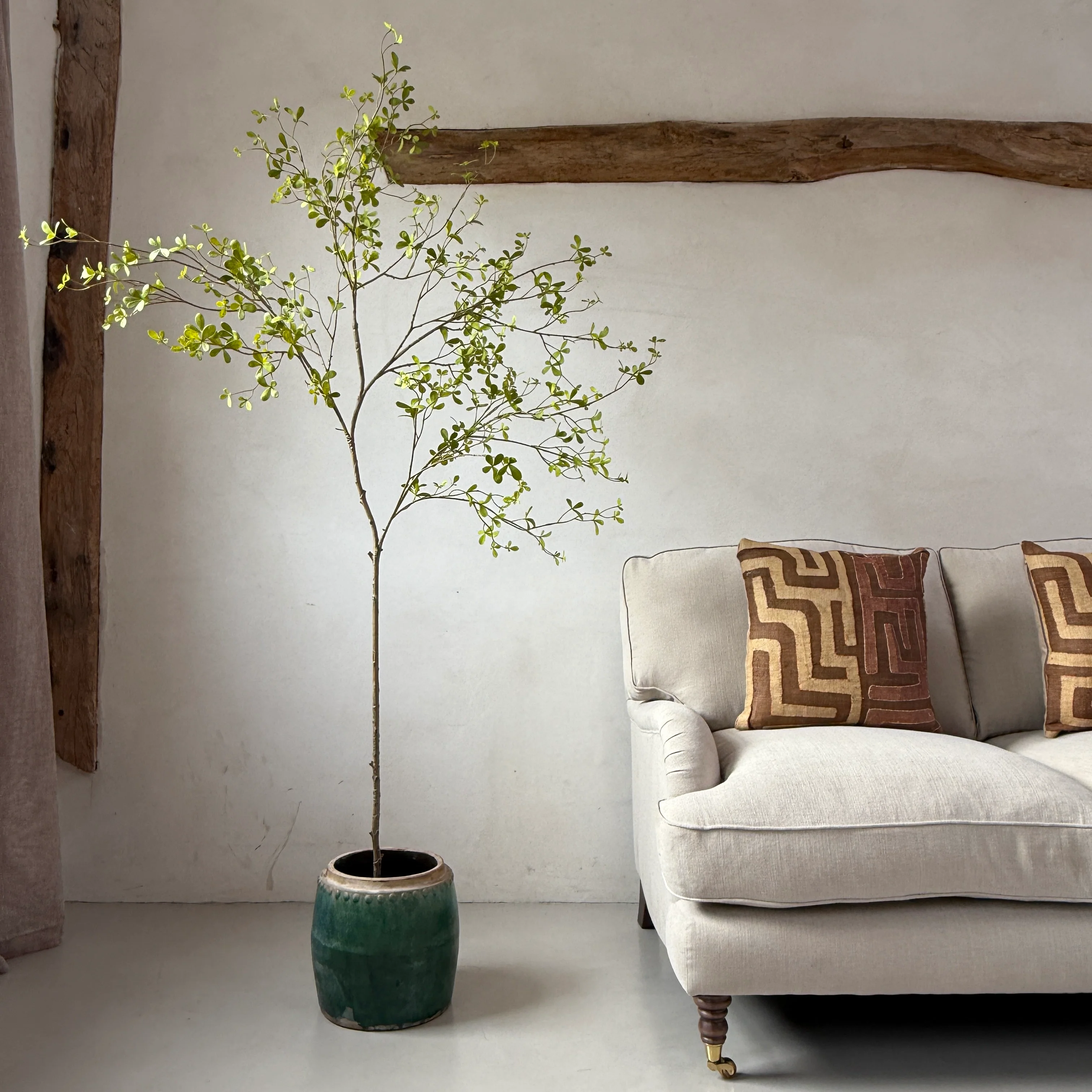 Faux potted Bucida Black Olive Tree 220cm