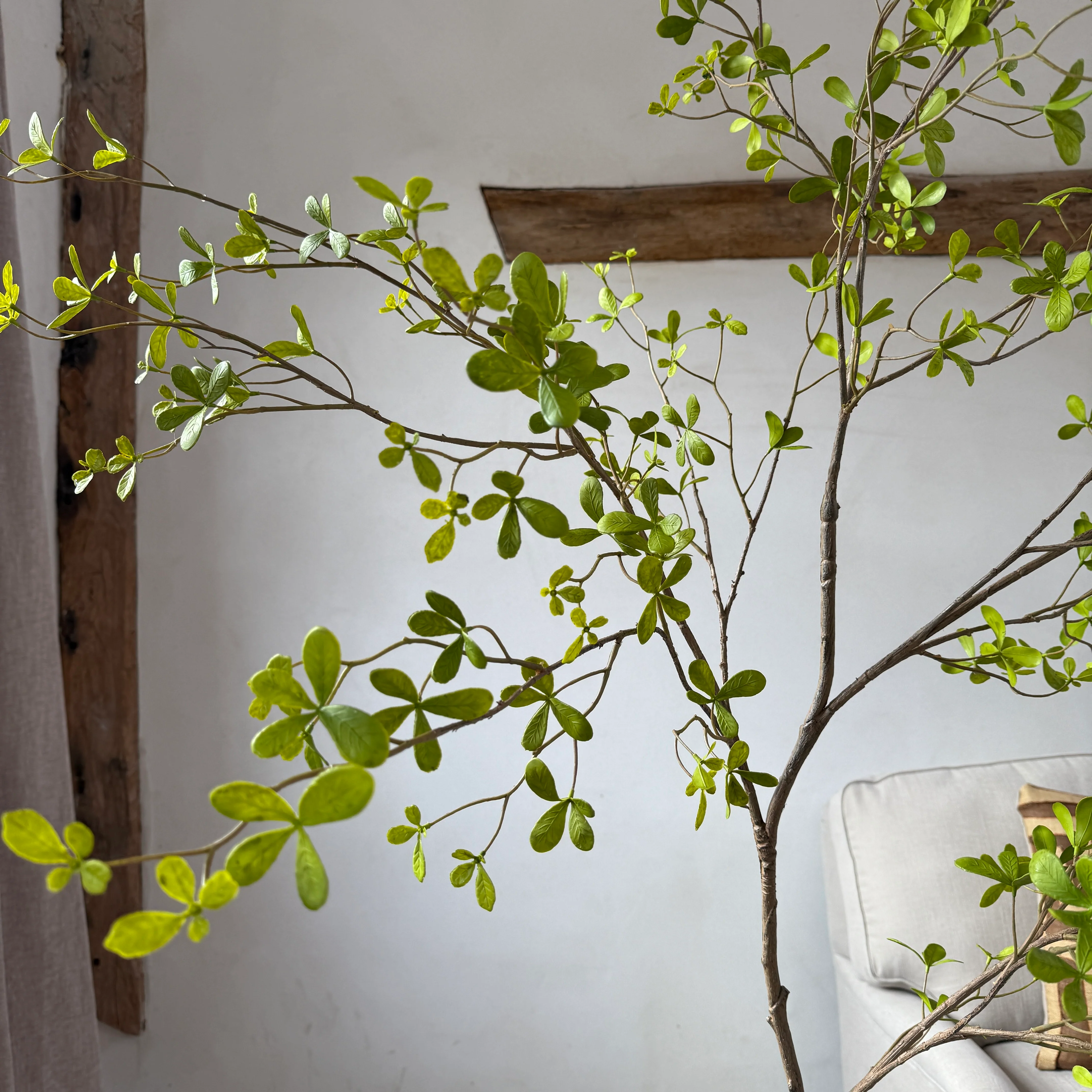 Faux potted Bucida Black Olive Tree 220cm - Image 2