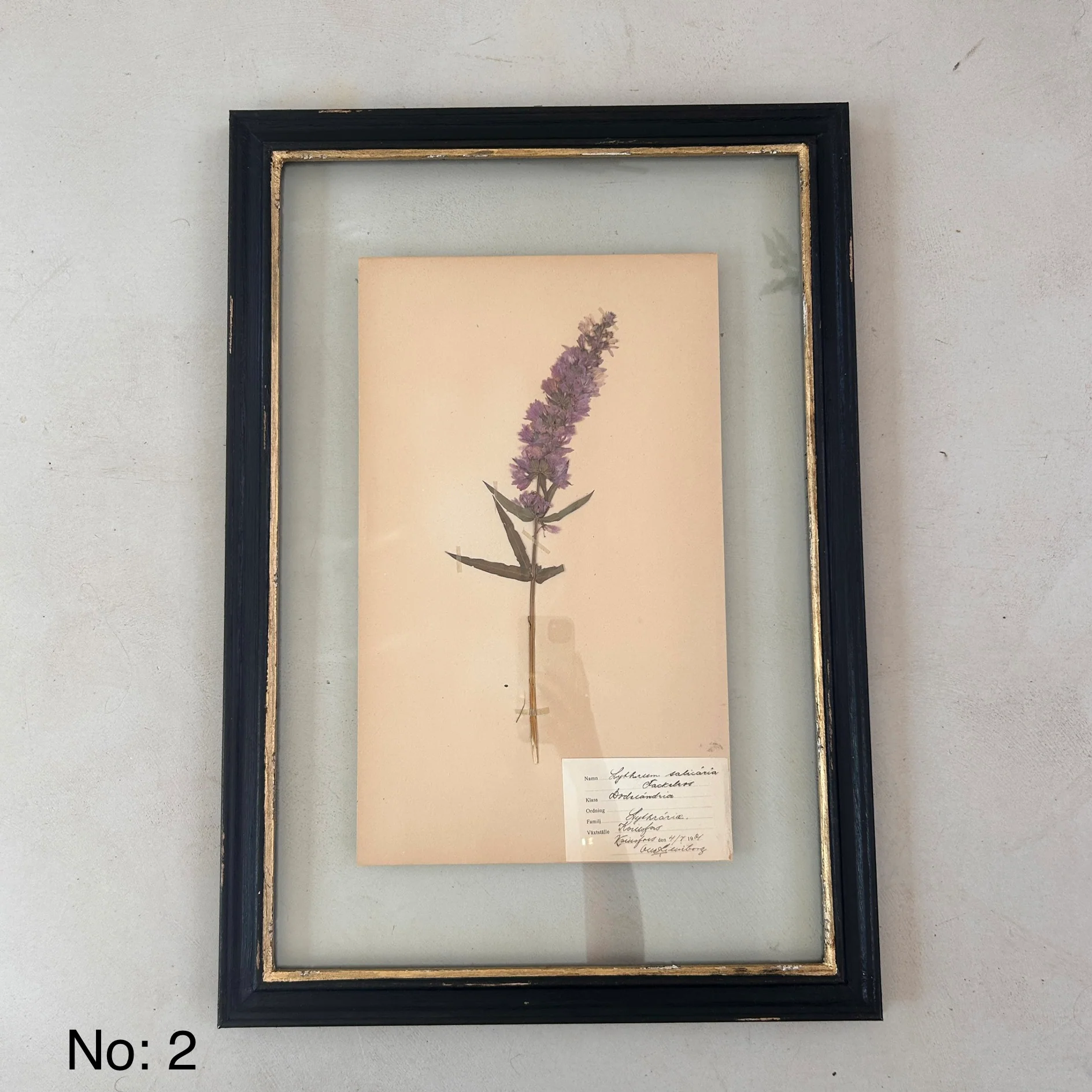 Black Framed Botanical | Vintage Pressed Flower Artwork | Large - Image 3