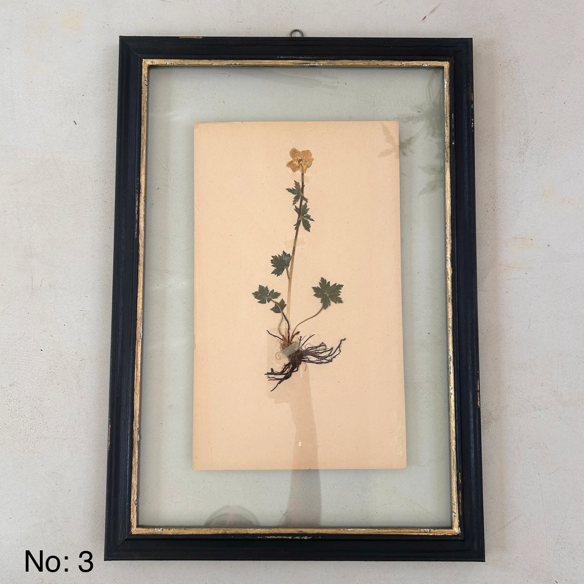 Black Framed Botanical | Vintage Pressed Flower Artwork | Large - Image 4
