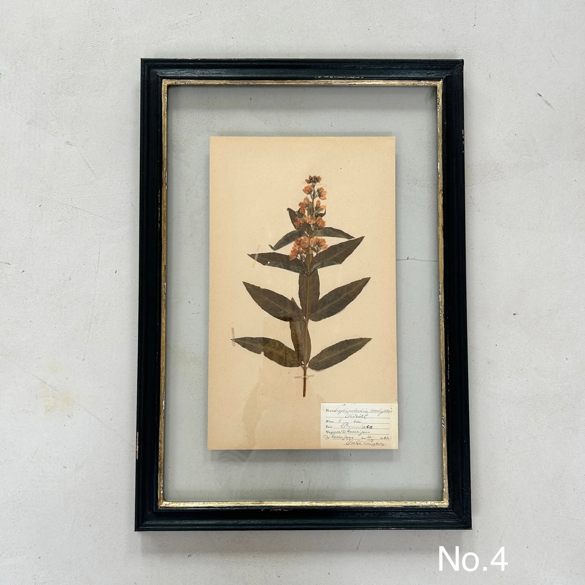 Black Framed Botanical | Vintage Pressed Flower Artwork | Large - Image 5
